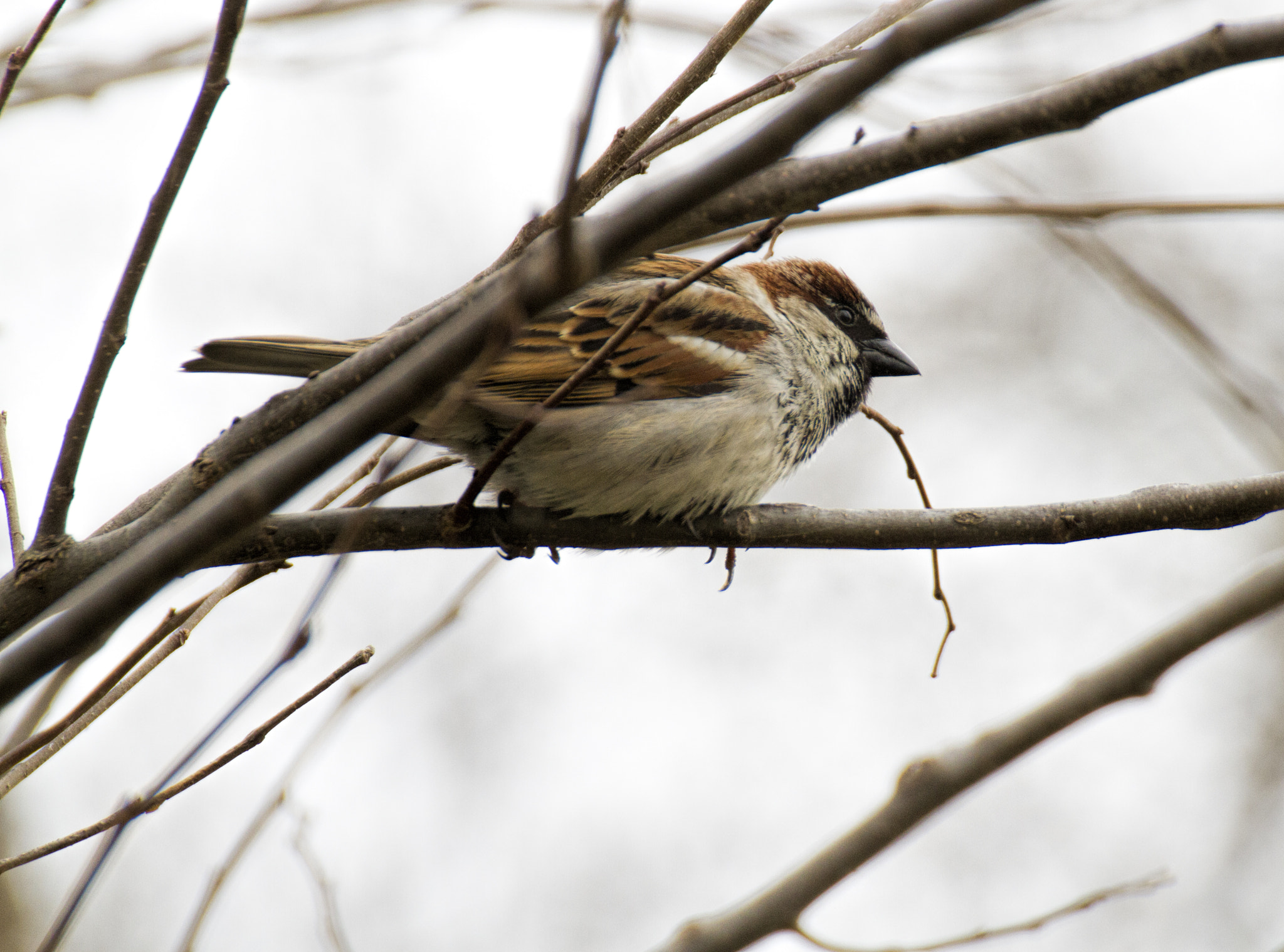 Canon EOS 7D + Tamron SP 35mm F1.8 Di VC USD sample photo. Img photography