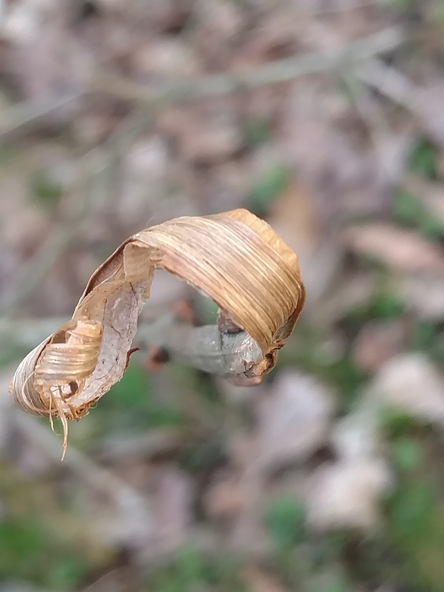 Motorola Moto X Style sample photo. April 3 photography