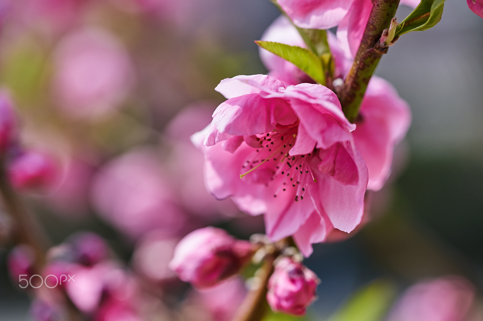 Sony a7 II + Sony FE 90mm F2.8 Macro G OSS sample photo. Cherry photography