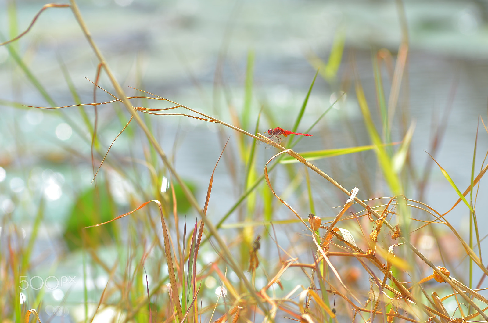 Nikon AF-Nikkor 80-200mm F2.8D ED sample photo. Nature photography