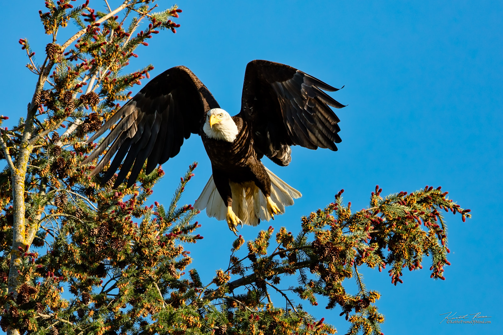 Canon EF 600mm F4L IS II USM sample photo. 268. eagle dropping in photography