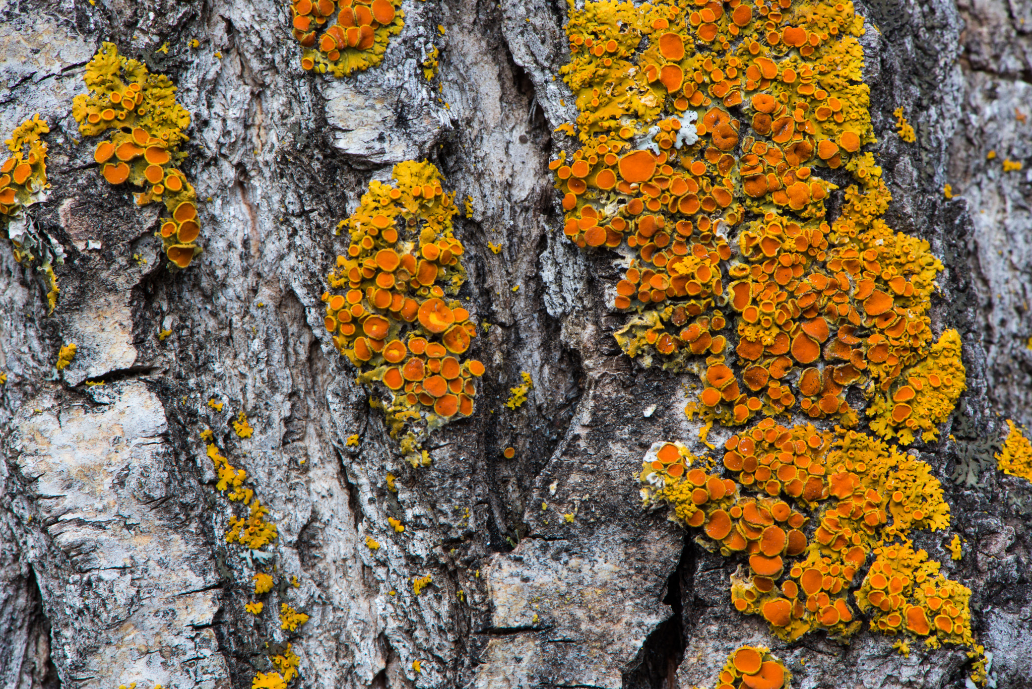 Nikon AF-S Micro-Nikkor 105mm F2.8G IF-ED VR sample photo. Sunburst lichen photography