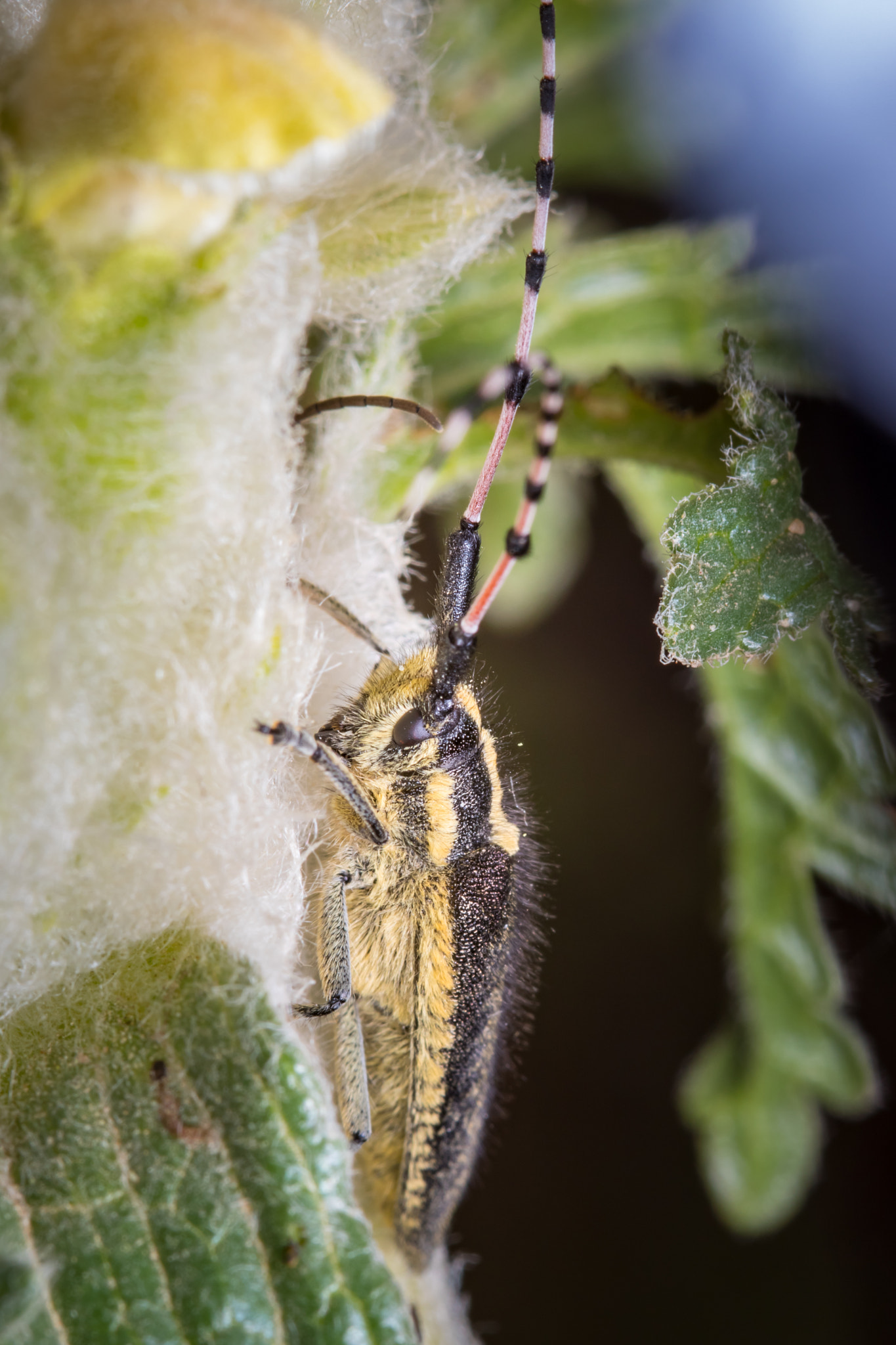 Canon EF 100mm F2.8 Macro USM sample photo. Small world photography