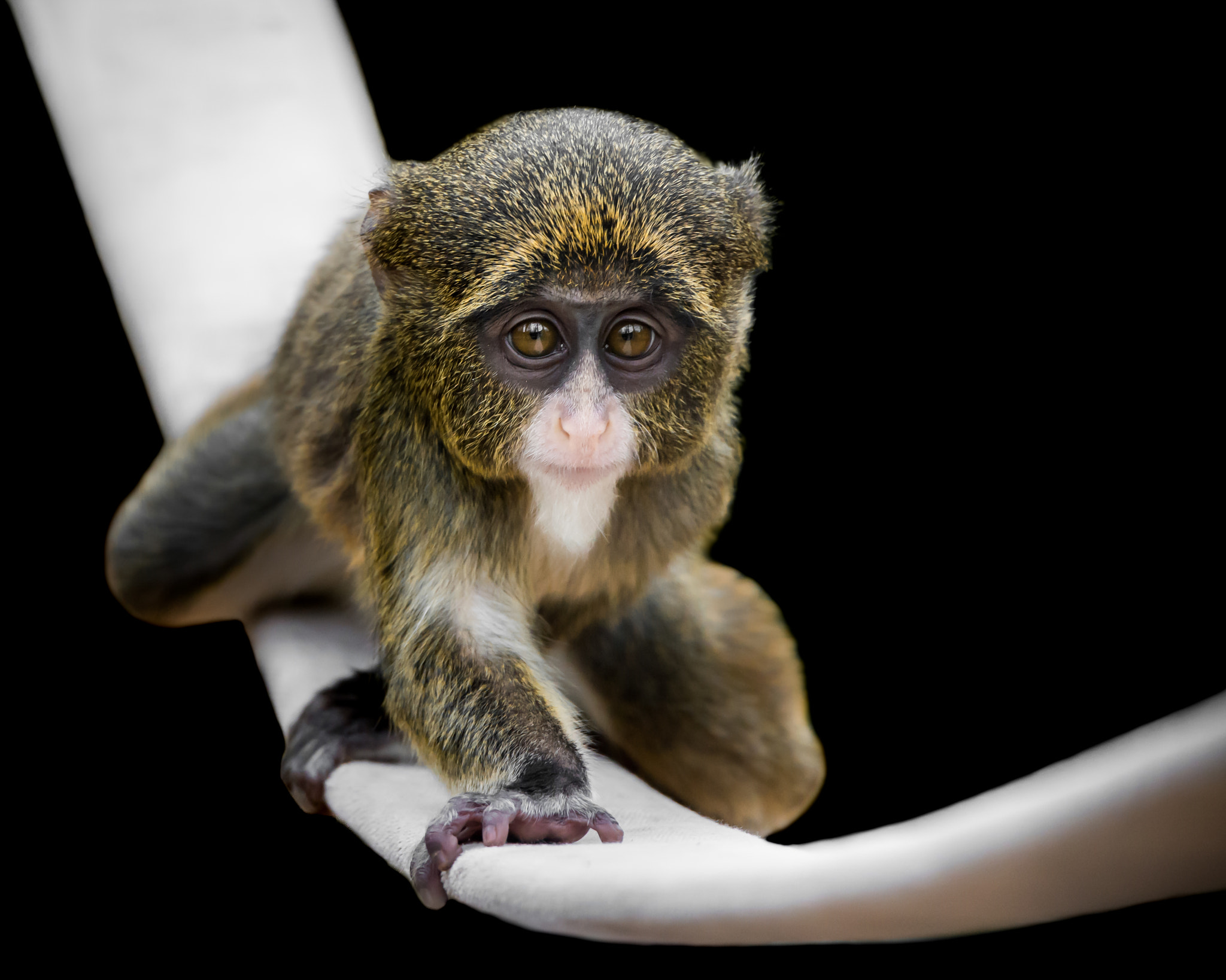 Nikon D800 sample photo. Baby de brazza's monkey vi photography