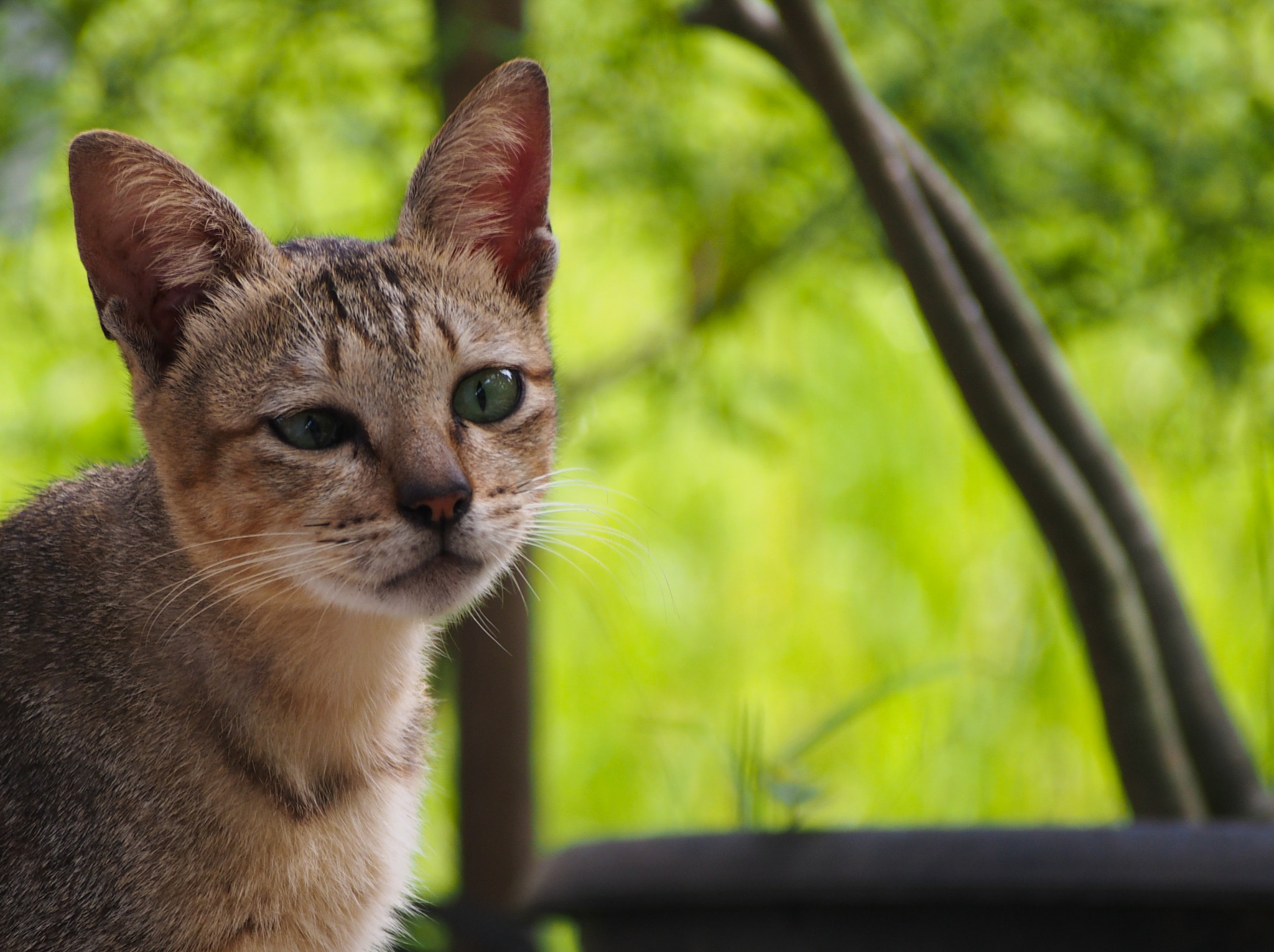 Olympus OM-D E-M5 sample photo. Cat photography