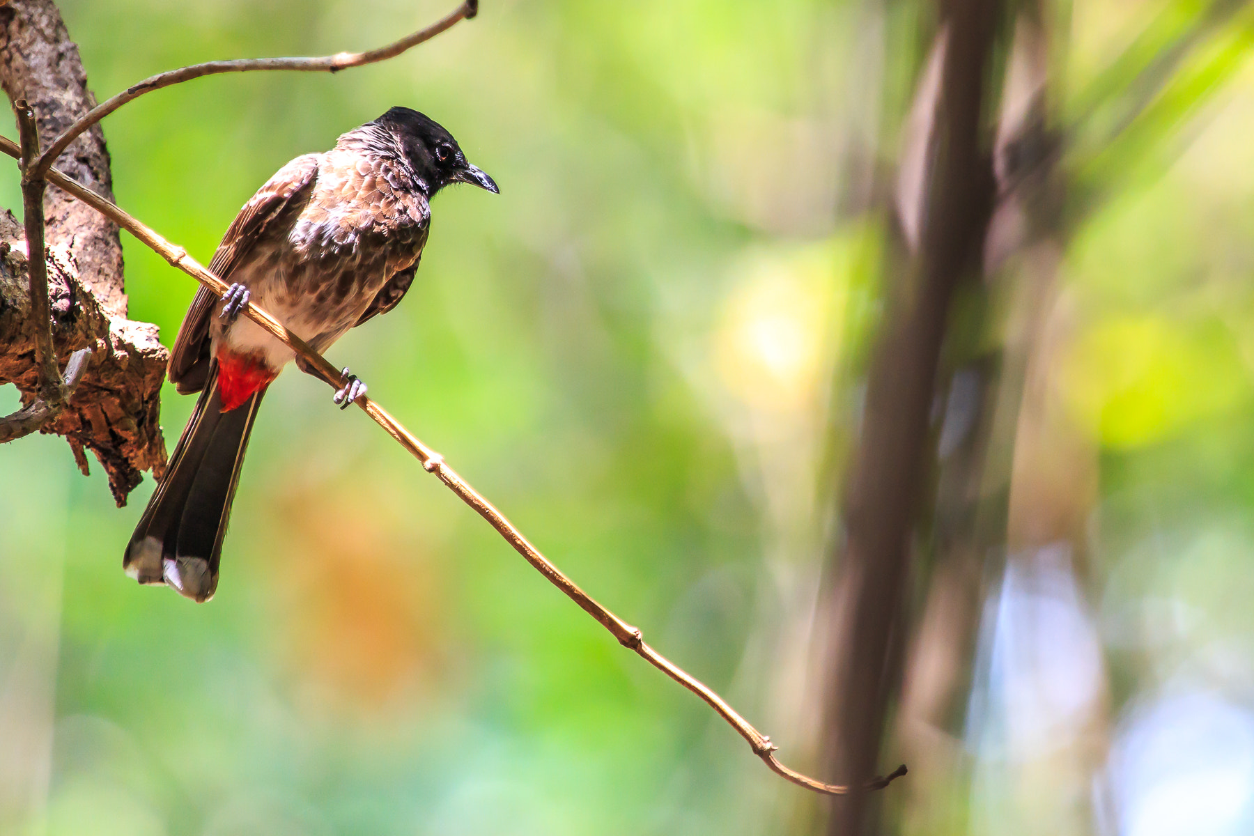 Canon EF 100-400mm F4.5-5.6L IS USM sample photo. () photography
