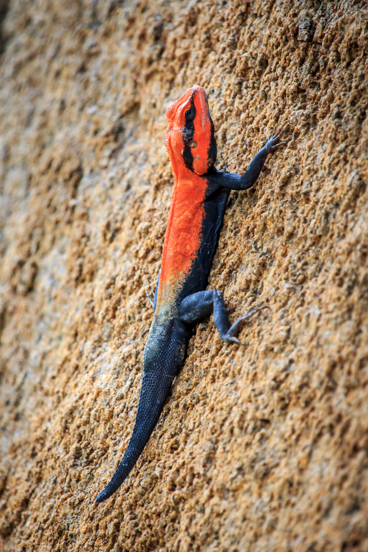 Canon EF 100-400mm F4.5-5.6L IS USM sample photo. () photography