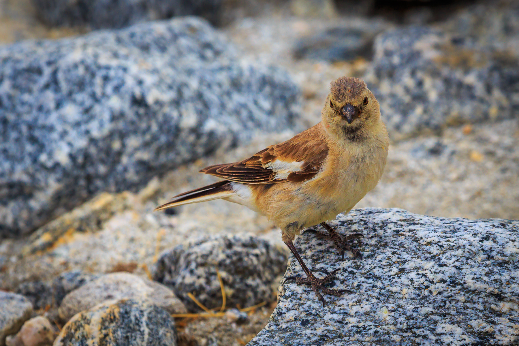 Canon EF 100-400mm F4.5-5.6L IS USM sample photo. () photography