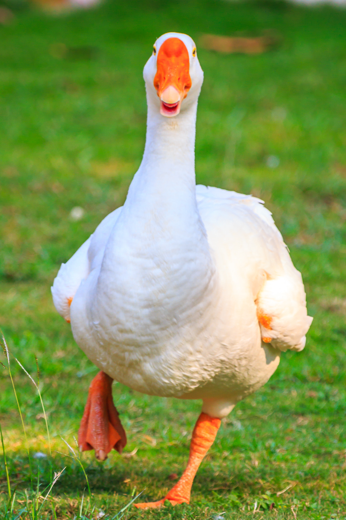 Canon EF 100-400mm F4.5-5.6L IS USM sample photo. () photography