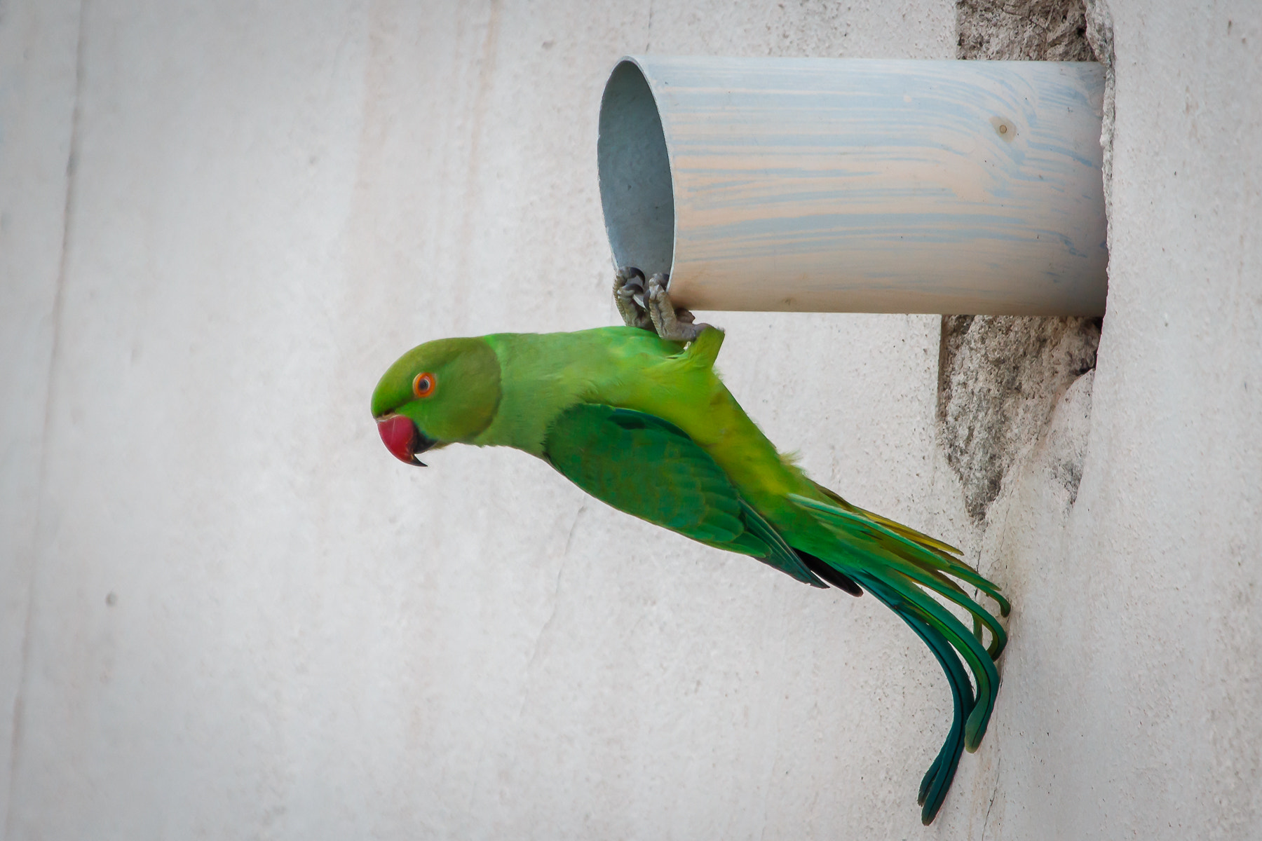 Canon EF 100-400mm F4.5-5.6L IS USM sample photo. () photography