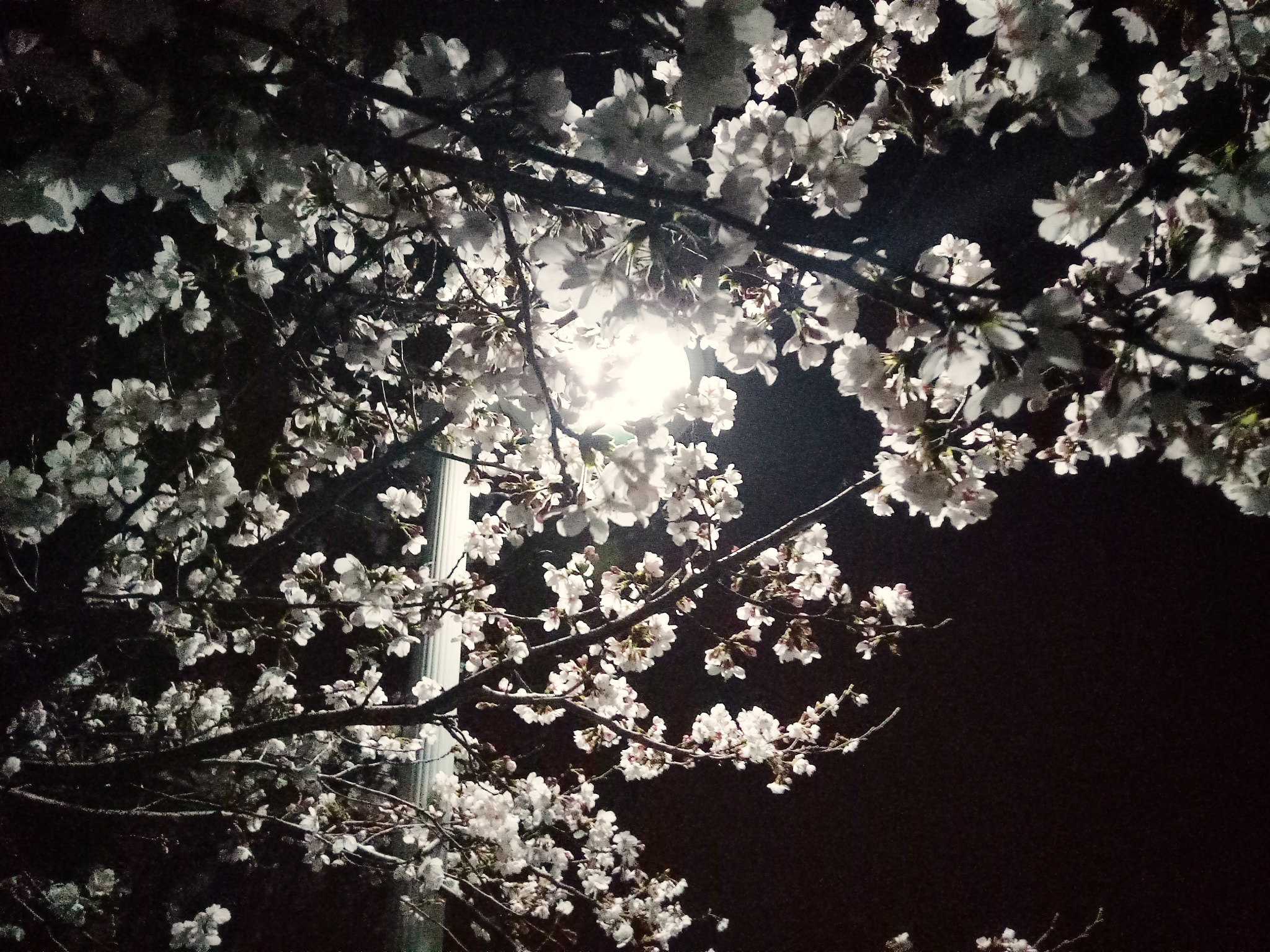 OPPO R9k sample photo
