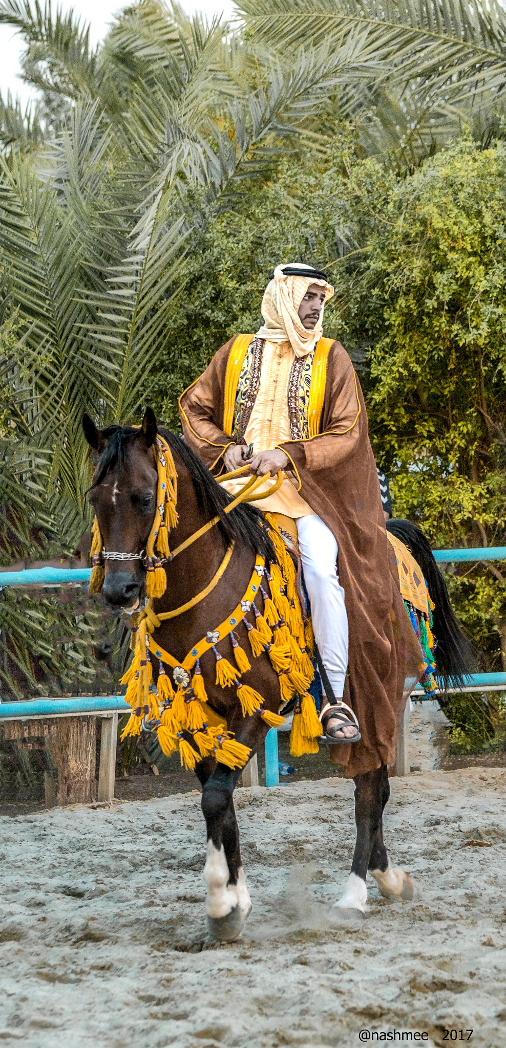 Nikon D500 sample photo. Arabian dress horse show photography