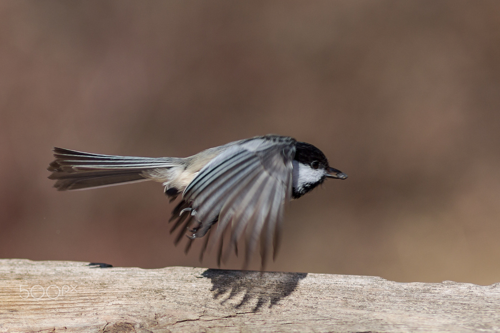 Canon EOS-1D Mark IV sample photo. Chickadee in flight photography