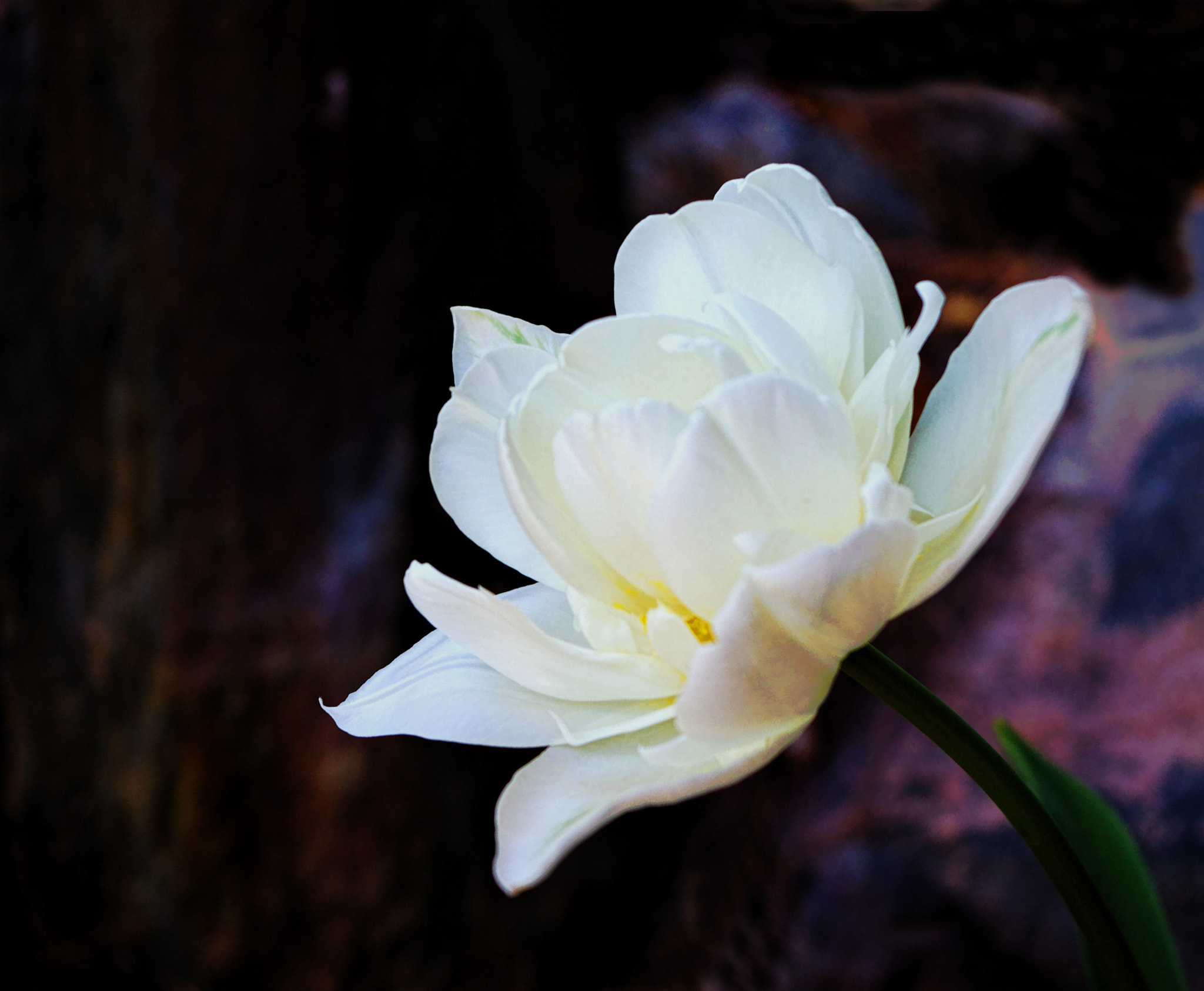 Pentax K-3 sample photo. April 1st flower - tulip photography