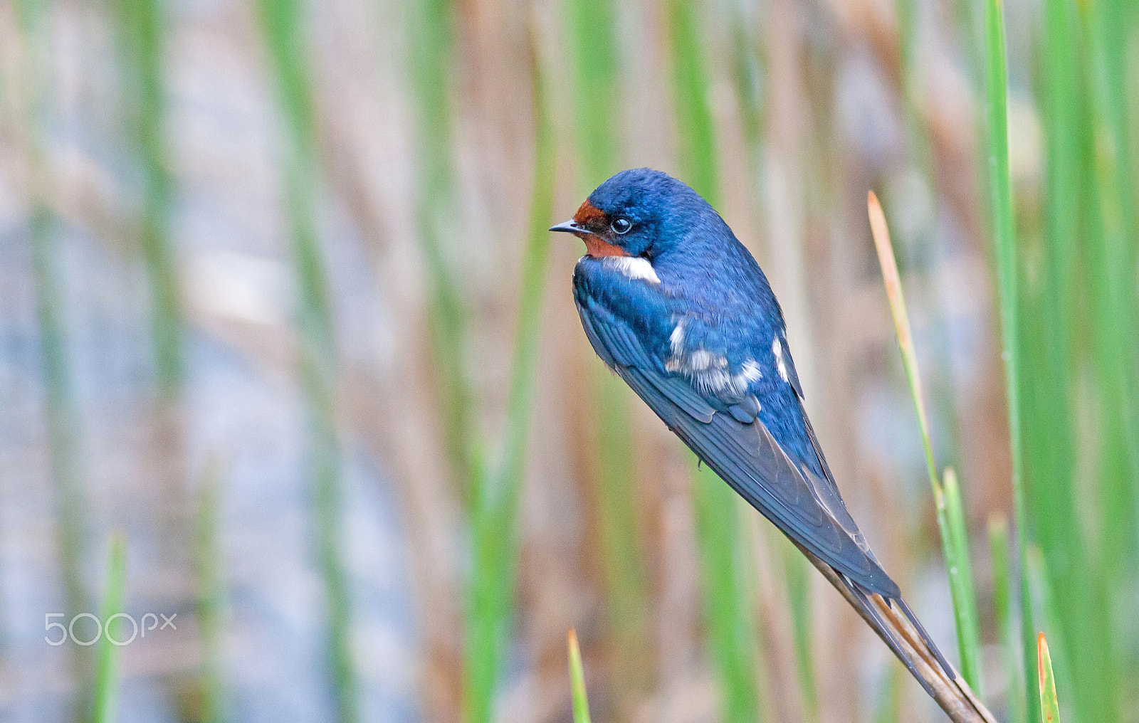 Canon EOS-1Ds Mark II sample photo. Swallow on reed photography