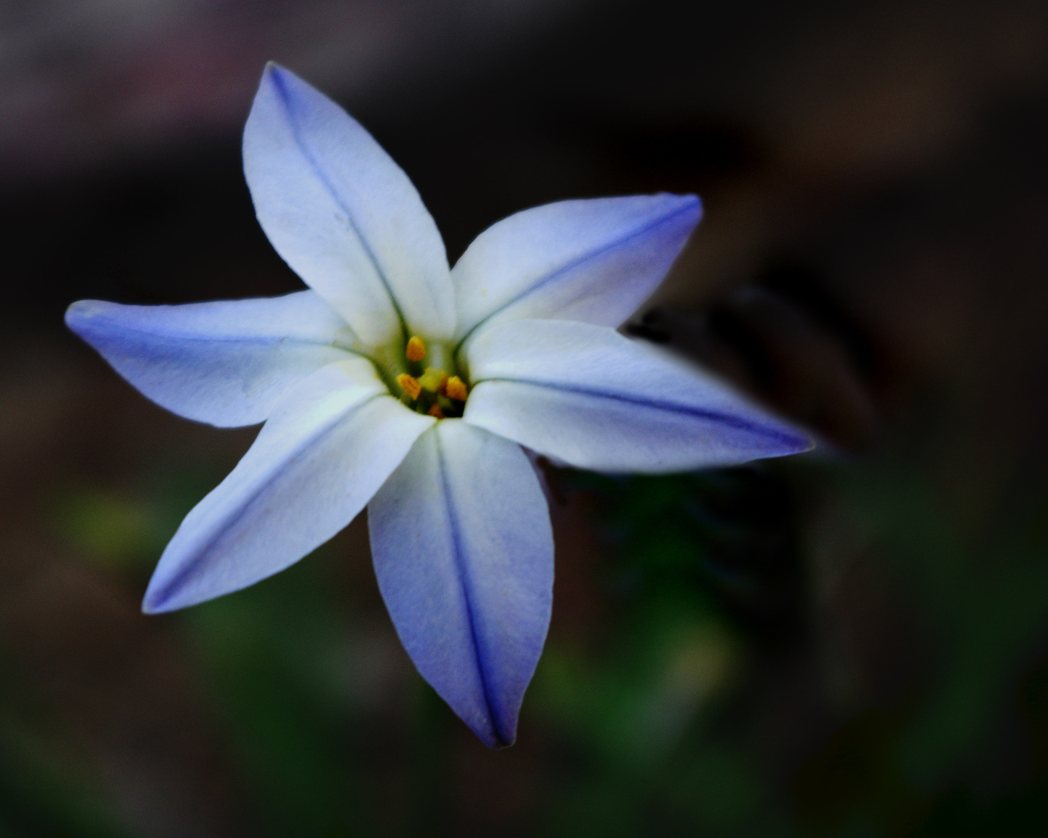 Pentax K-3 + Pentax smc DA 18-55mm F3.5-5.6 ED AL II (IF) sample photo. Tiny blue photography