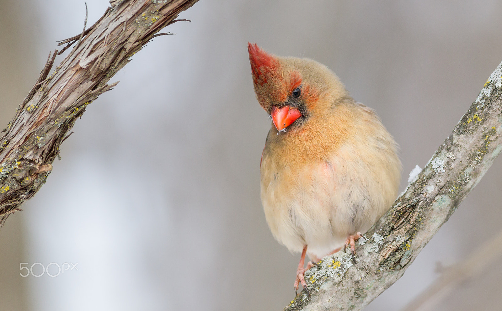 Canon EF 400mm F5.6L USM sample photo. Female cardinal photography