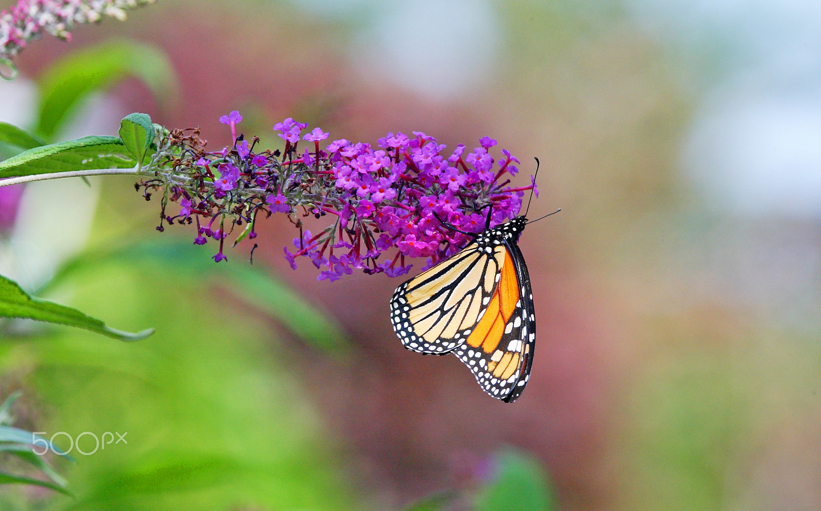 Canon EOS-1D sample photo. Monarch butterfly                                                  ... photography