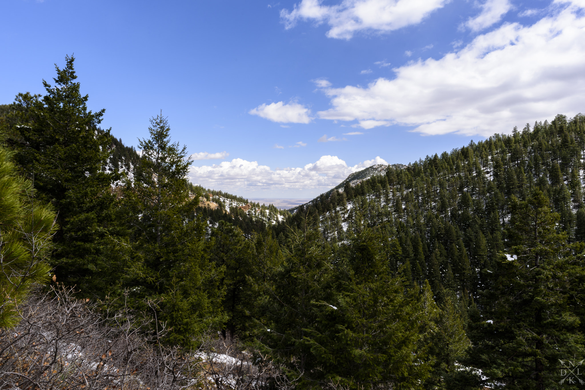 Nikon AF-S Nikkor 24mm F1.8G ED sample photo. Winter green photography