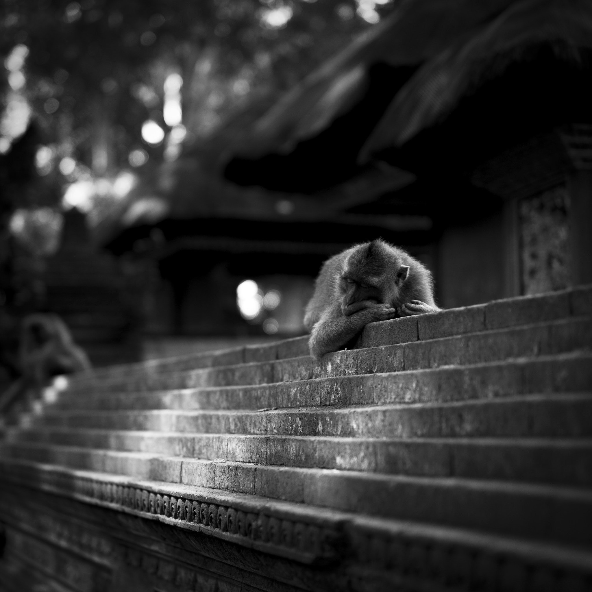 Sony a7S + Sony Sonnar T* FE 55mm F1.8 ZA sample photo. Nap monkey by monkey forest ubud indonesia. photography