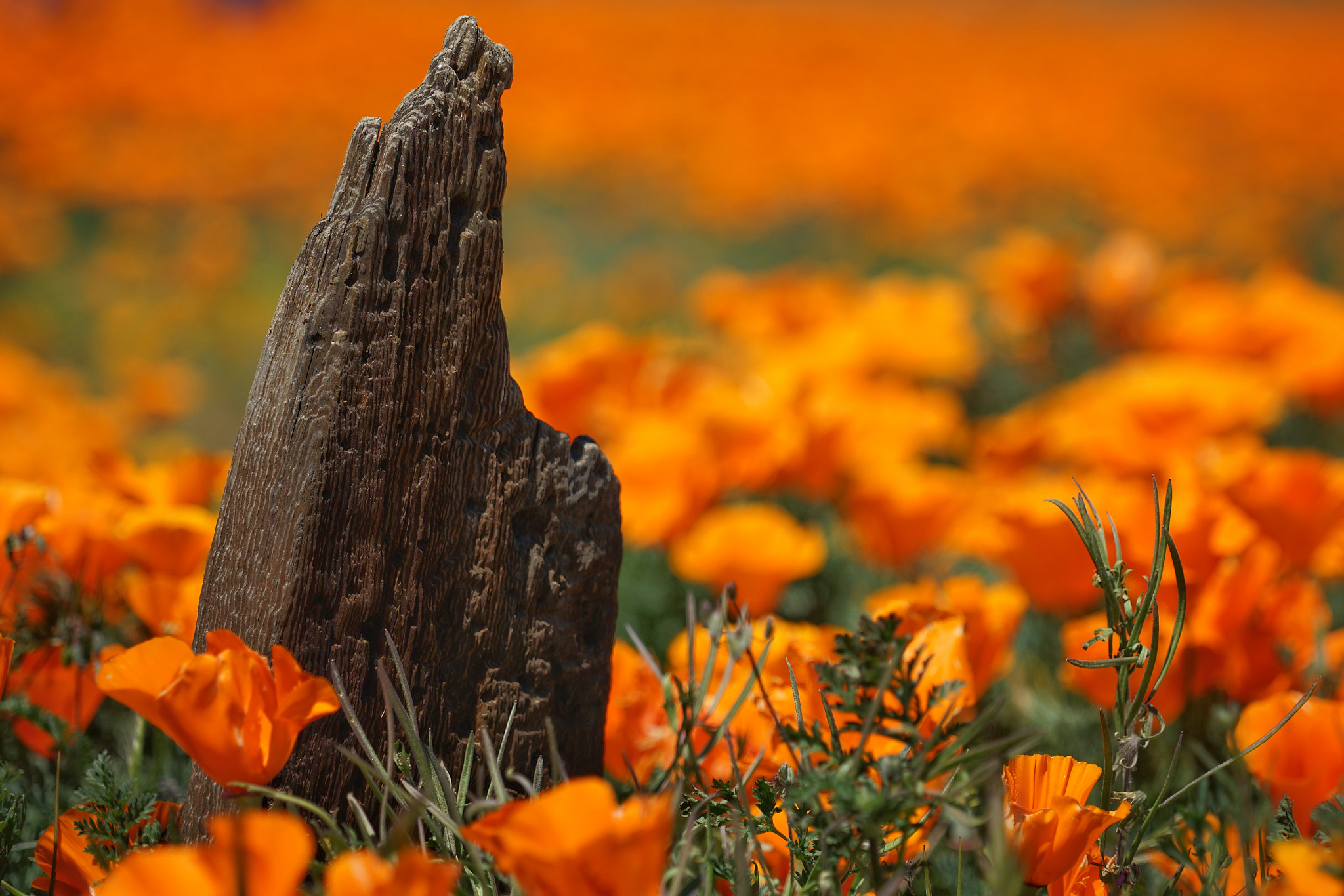 Sony a7 II sample photo. Antelope valley poppy reserve photography