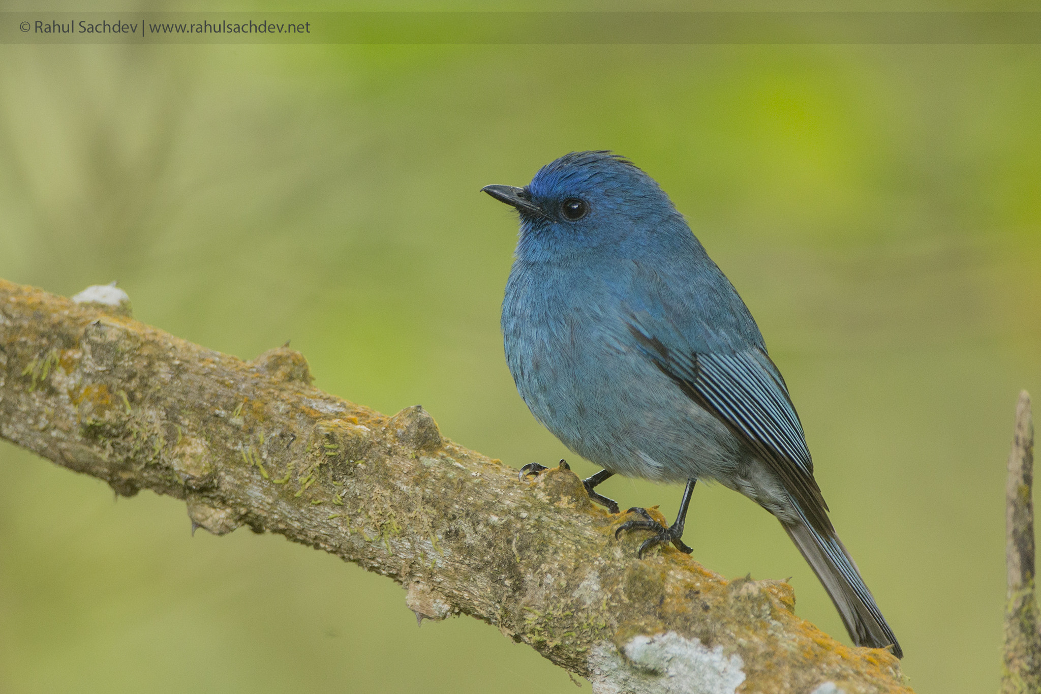 Canon EF 500mm F4L IS USM sample photo. The nilgiri flycatcher photography