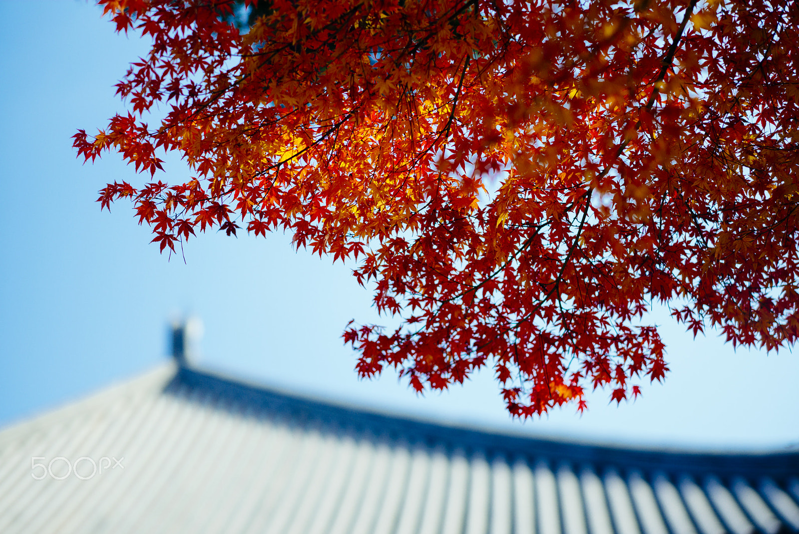 Leica M (Typ 240) + Leica APO-Summicron-M 75mm F2 ASPH sample photo. All stars photography