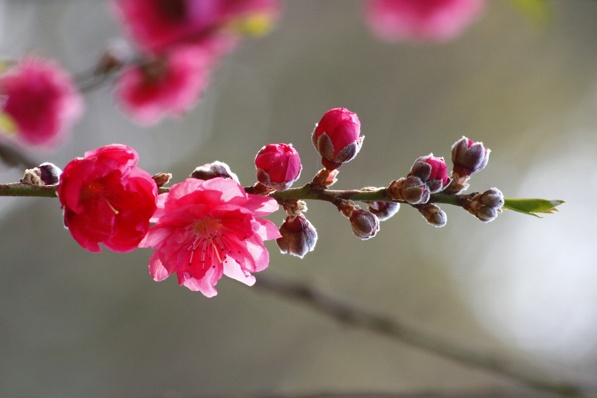 Sigma 70-300mm F4-5.6 APO DG Macro sample photo