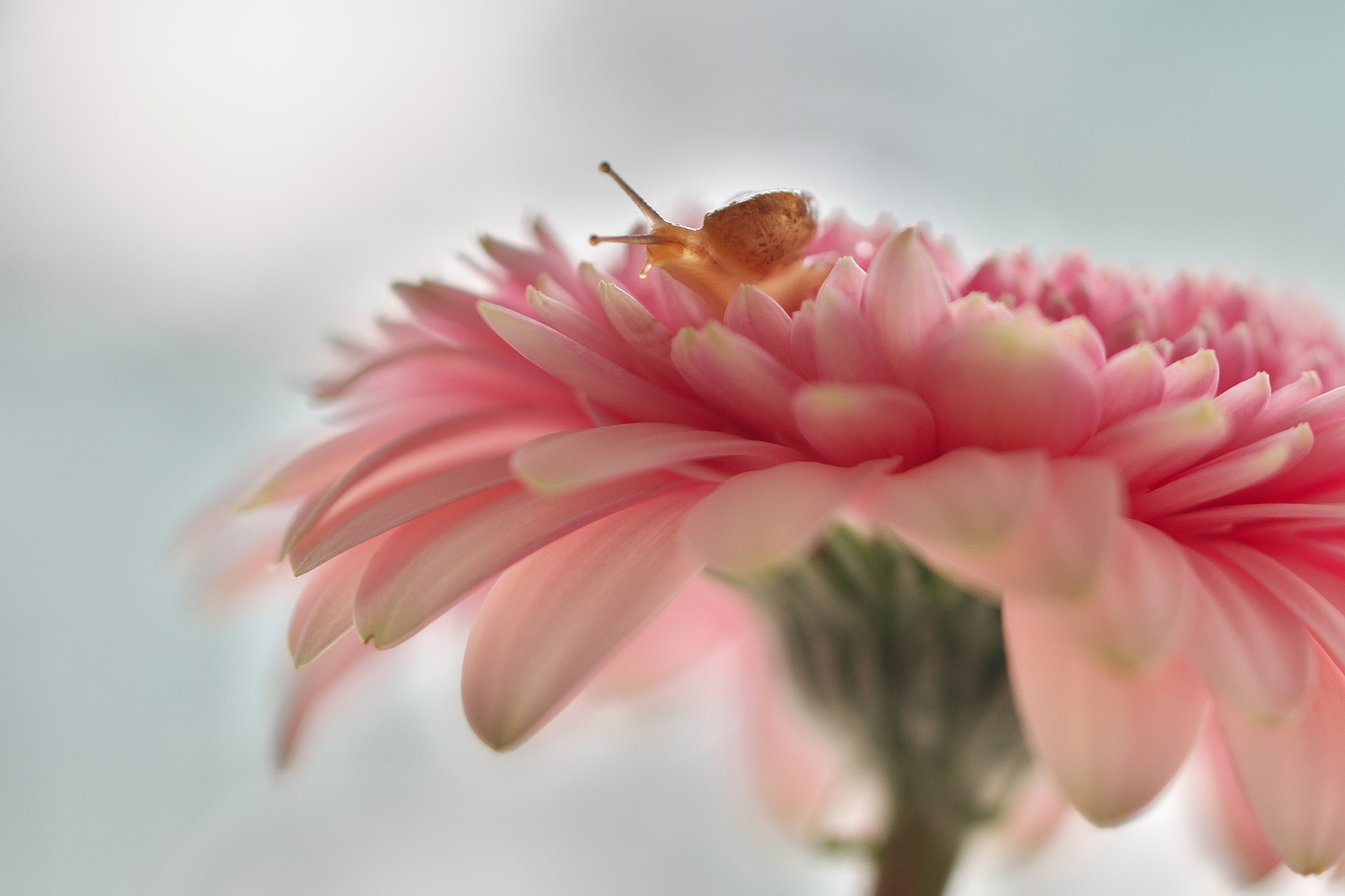 Canon EOS 70D + Tamron SP 90mm F2.8 Di VC USD 1:1 Macro (F004) sample photo. Snail photography