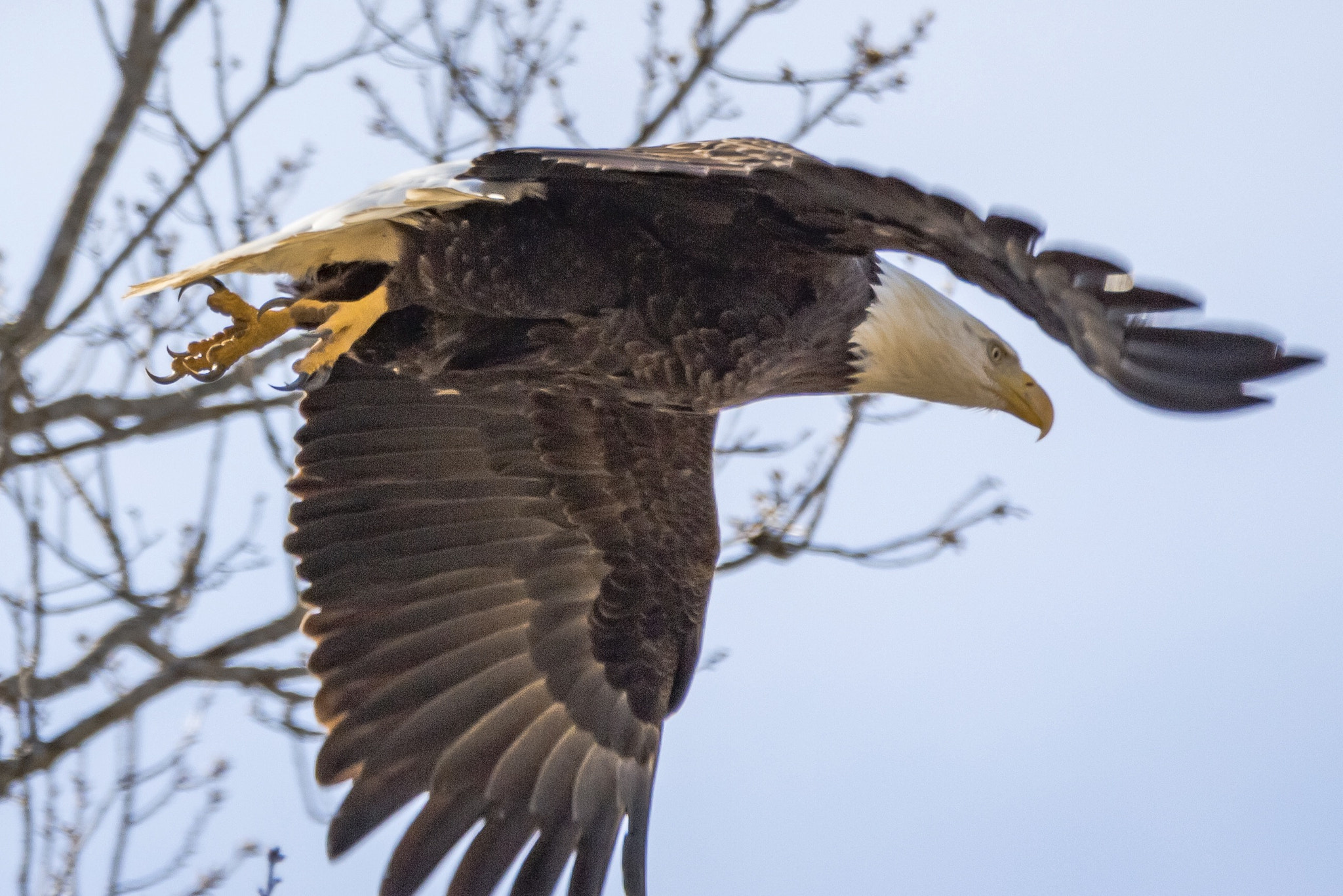 150-600mm F5-6.3 DG OS HSM | Contemporary 015 sample photo. Power and grace in one mighty package. photography