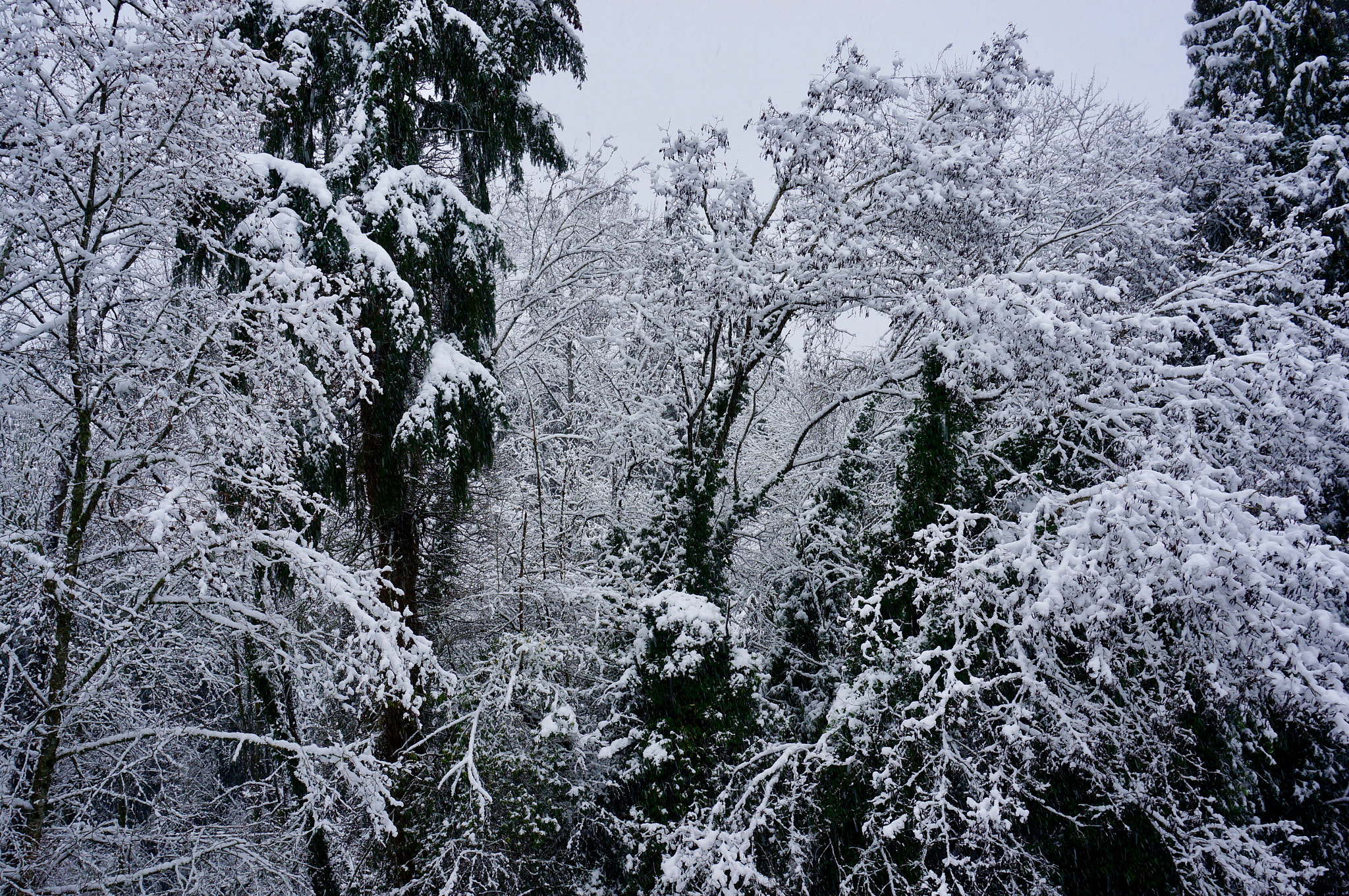 Sony E 18-50mm F4-5.6 sample photo. Snow photography