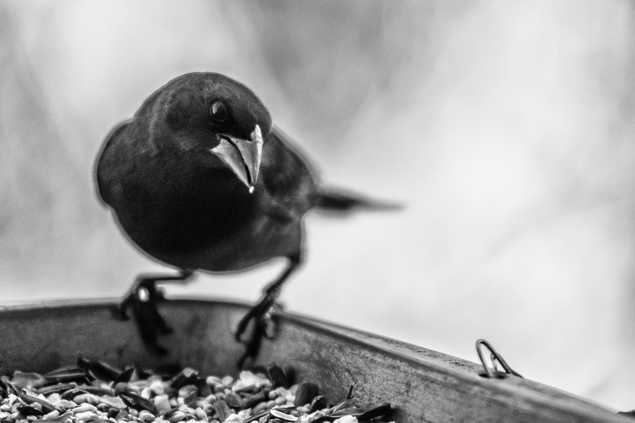 AF Zoom-Nikkor 80-200mm f/2.8 ED sample photo. Nevermore? photography