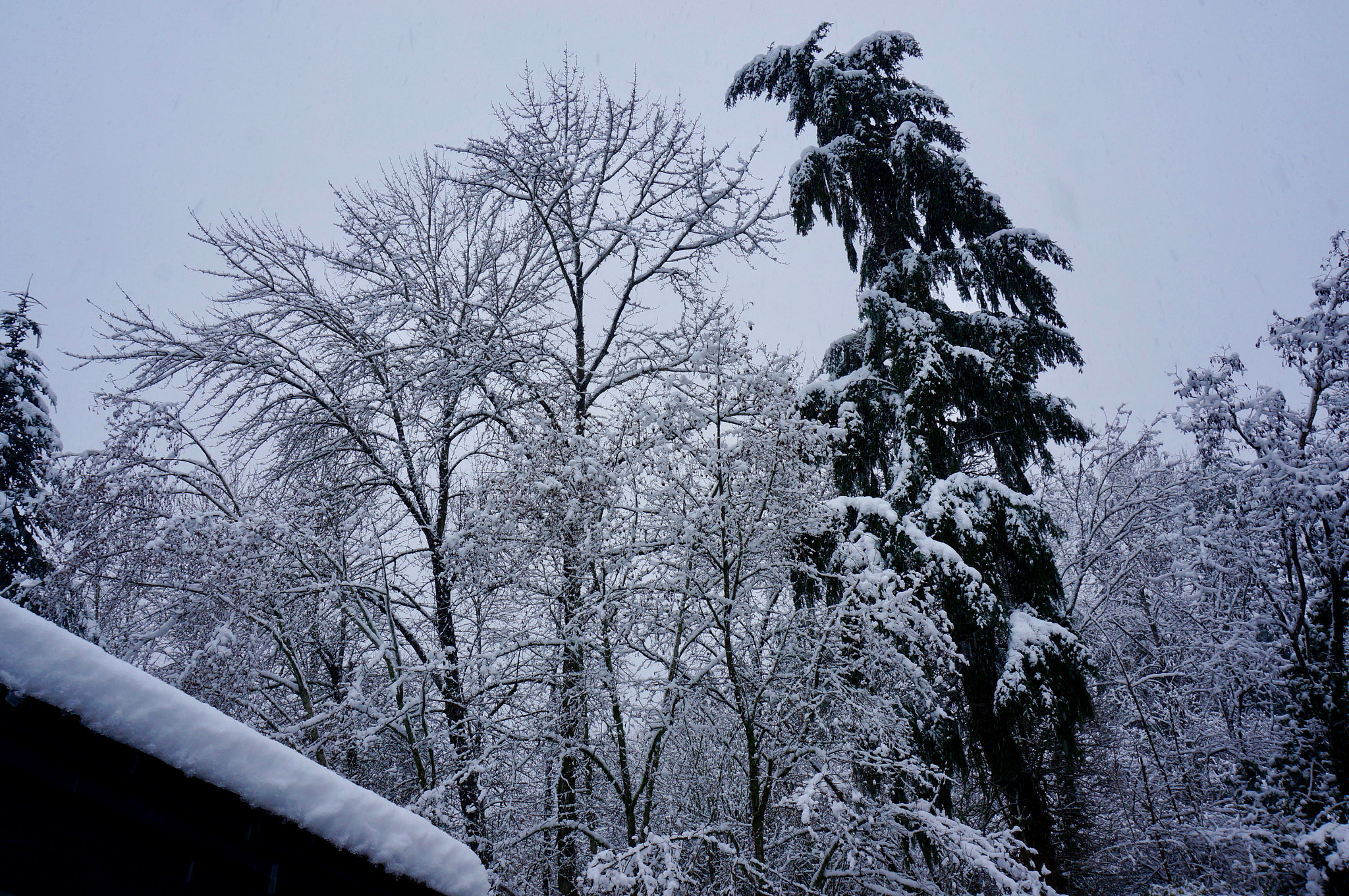 Sony Alpha NEX-5T + Sony E 18-50mm F4-5.6 sample photo. Snow photography