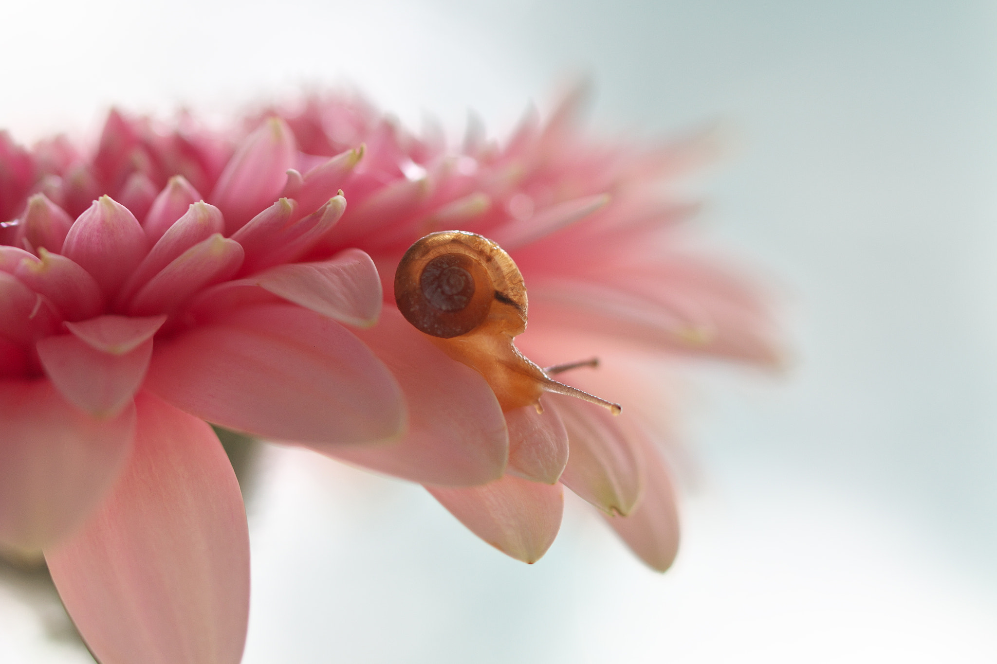 Canon EOS 70D + Tamron SP 90mm F2.8 Di VC USD 1:1 Macro (F004) sample photo. Snail photography