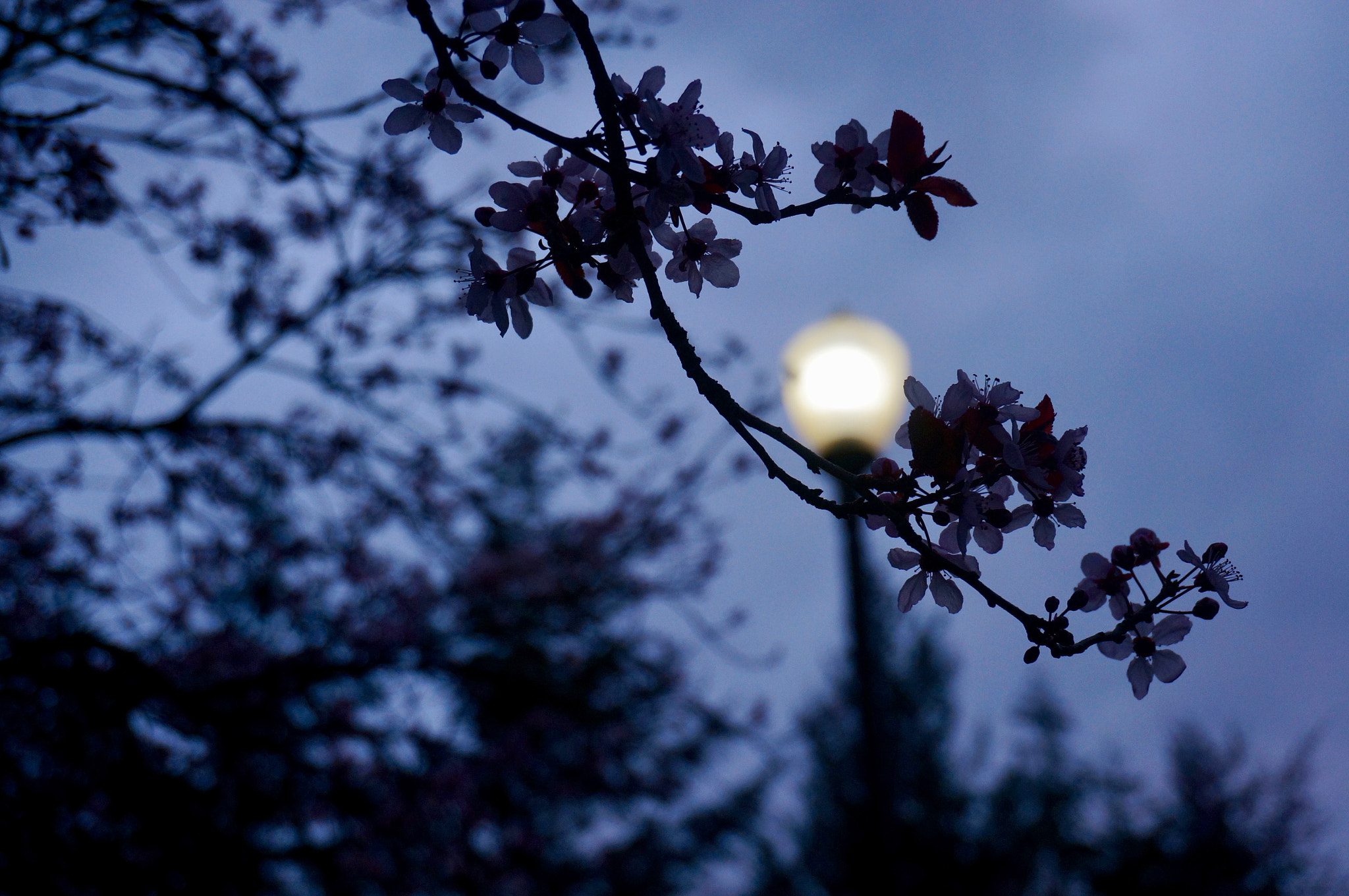 Sony E 18-50mm F4-5.6 sample photo. Spring photography