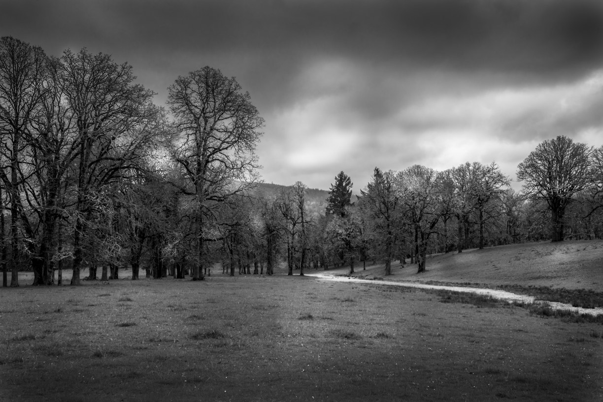 Nikon D800 sample photo. "awaiting spring" photography