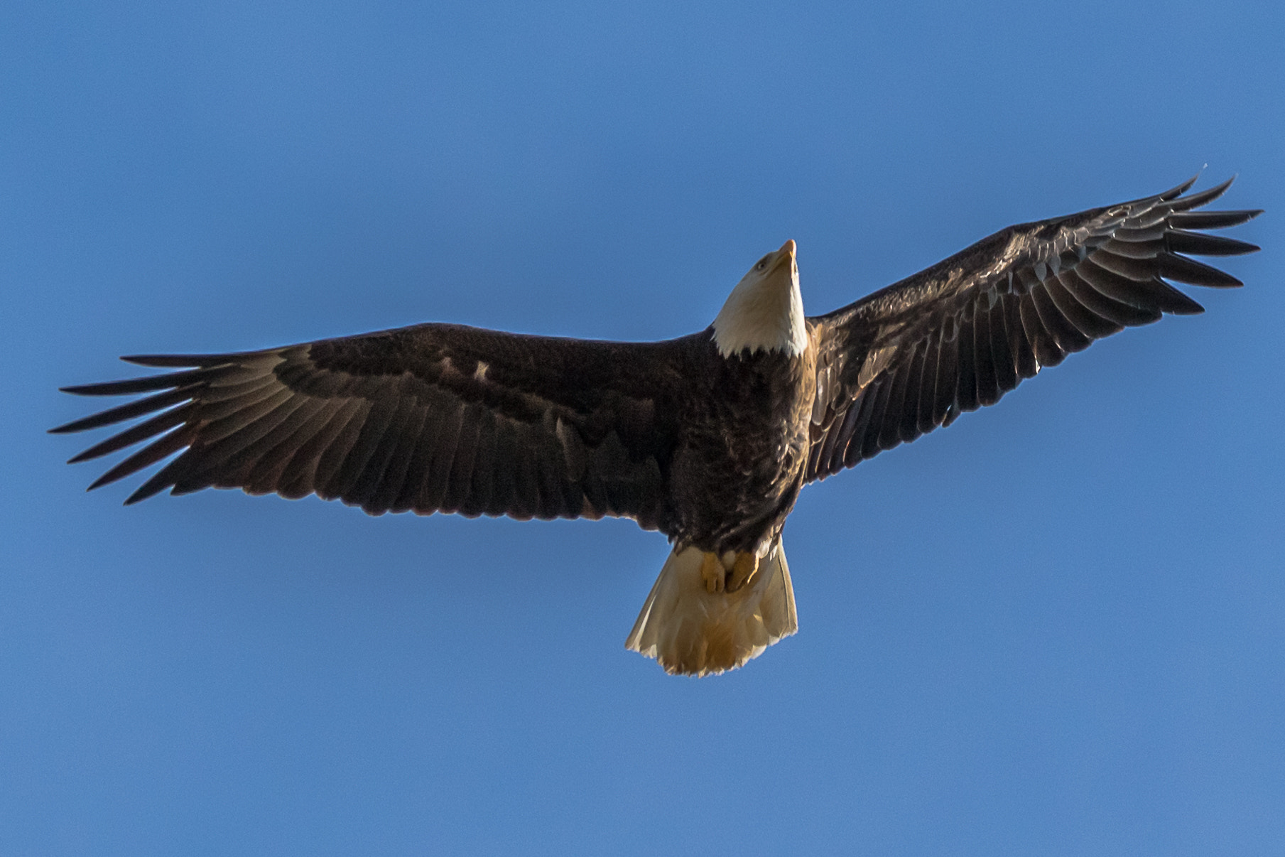 150-600mm F5-6.3 DG OS HSM | Contemporary 015 sample photo. Poetry in motion photography