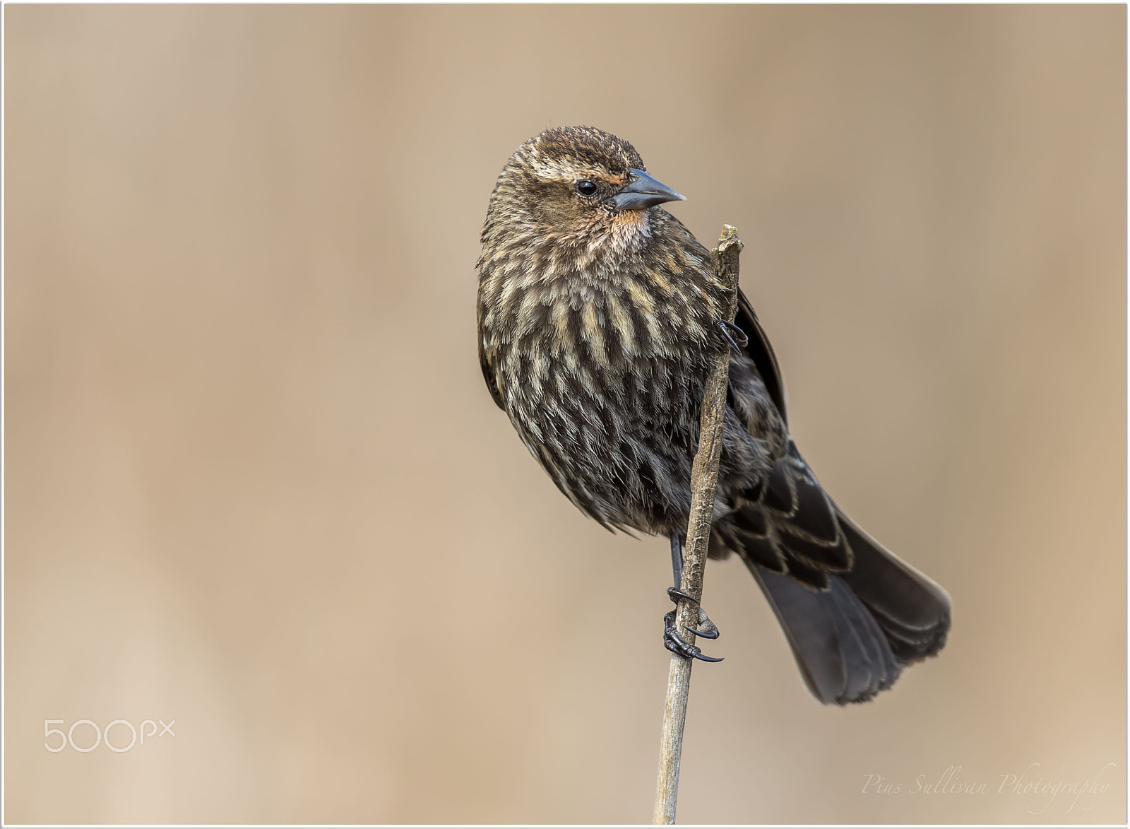 Canon EOS-1D X Mark II + Canon EF 600mm F4L IS II USM sample photo. Female blackbird photography