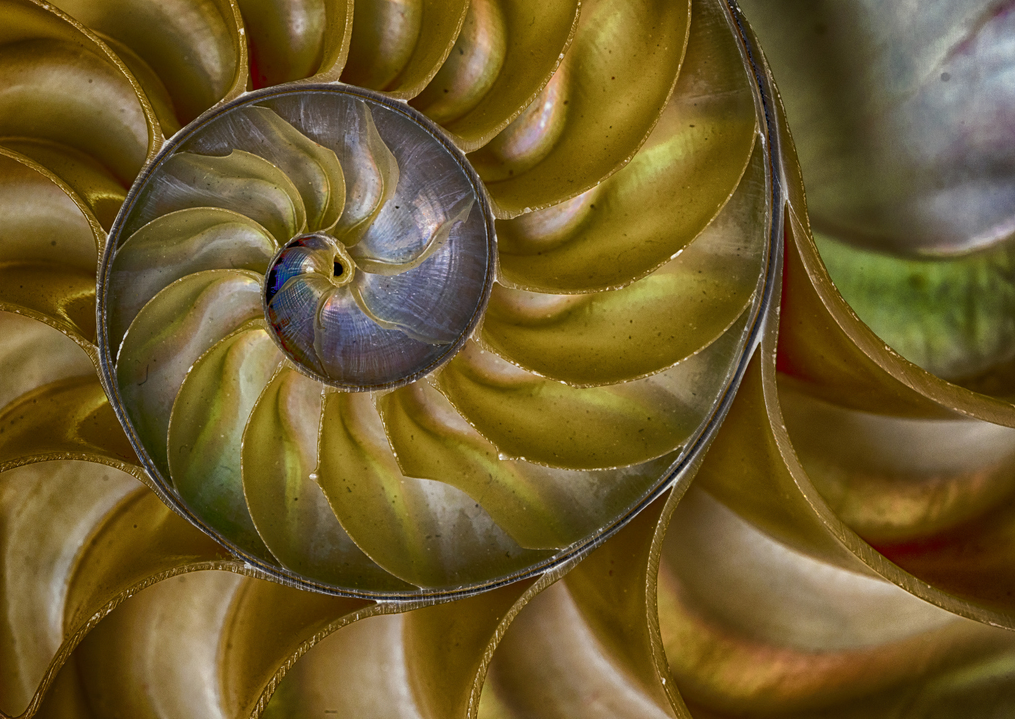 Sigma 150mm F2.8 EX DG OS Macro HSM sample photo. Nautilus shell photography