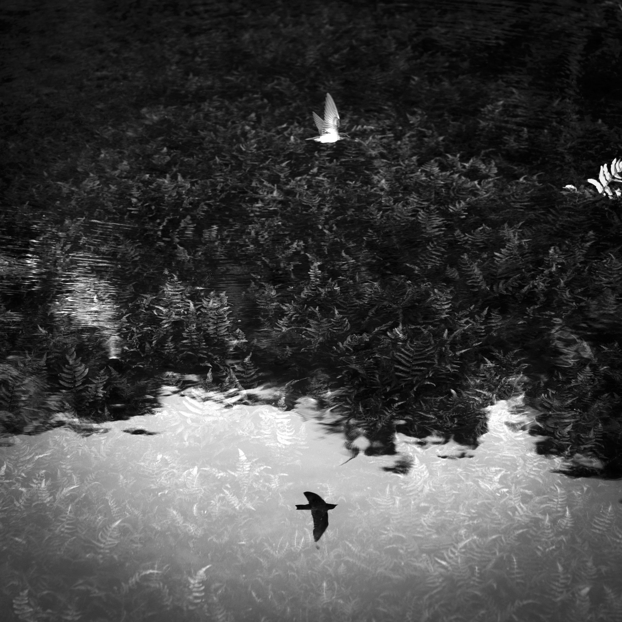 Sony a7S + Sony Sonnar T* FE 55mm F1.8 ZA sample photo. A swifts flew across tirtha empul. photography