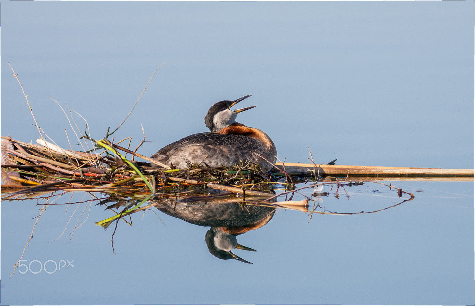 Canon EOS-1D Mark II + Canon EF 400mm F5.6L USM sample photo. Red necked grebe photography