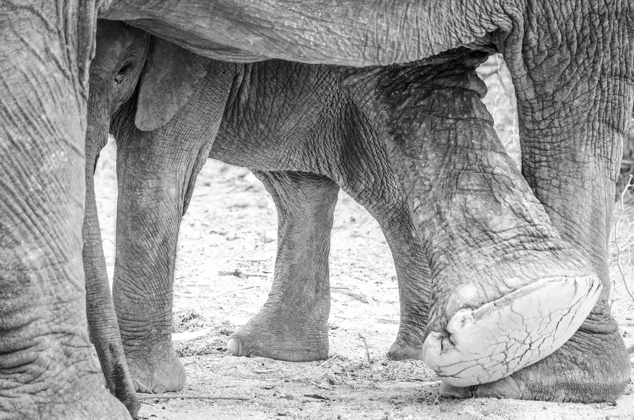 Nikon D7000 sample photo. Mother and young elephant photography