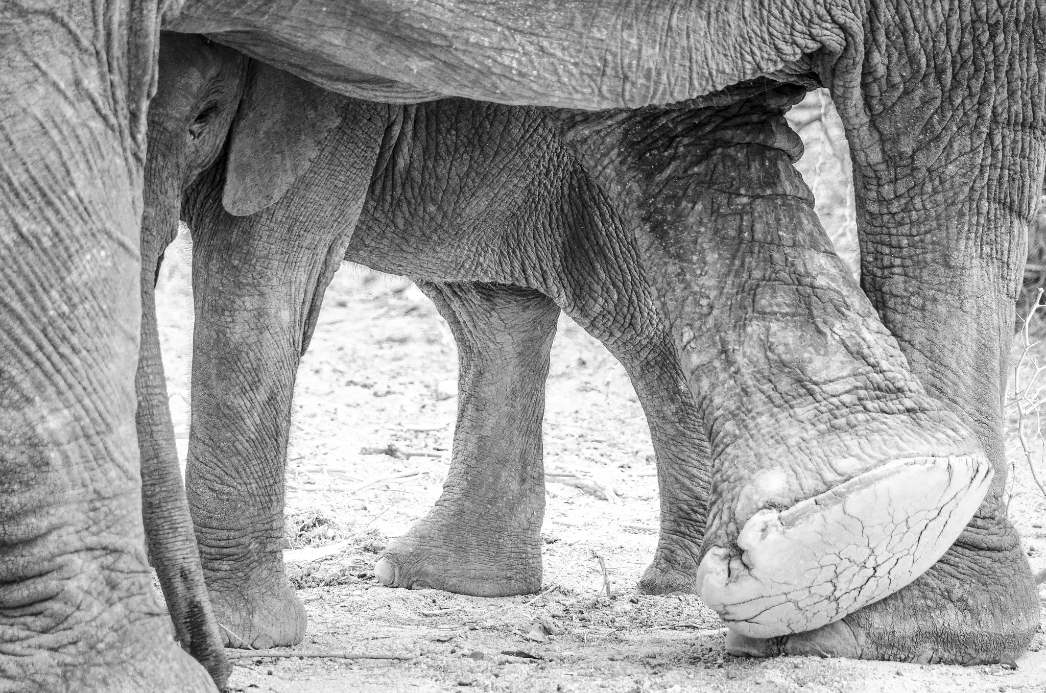 Sigma 120-400mm F4.5-5.6 DG OS HSM sample photo. Mother and young elephant photography