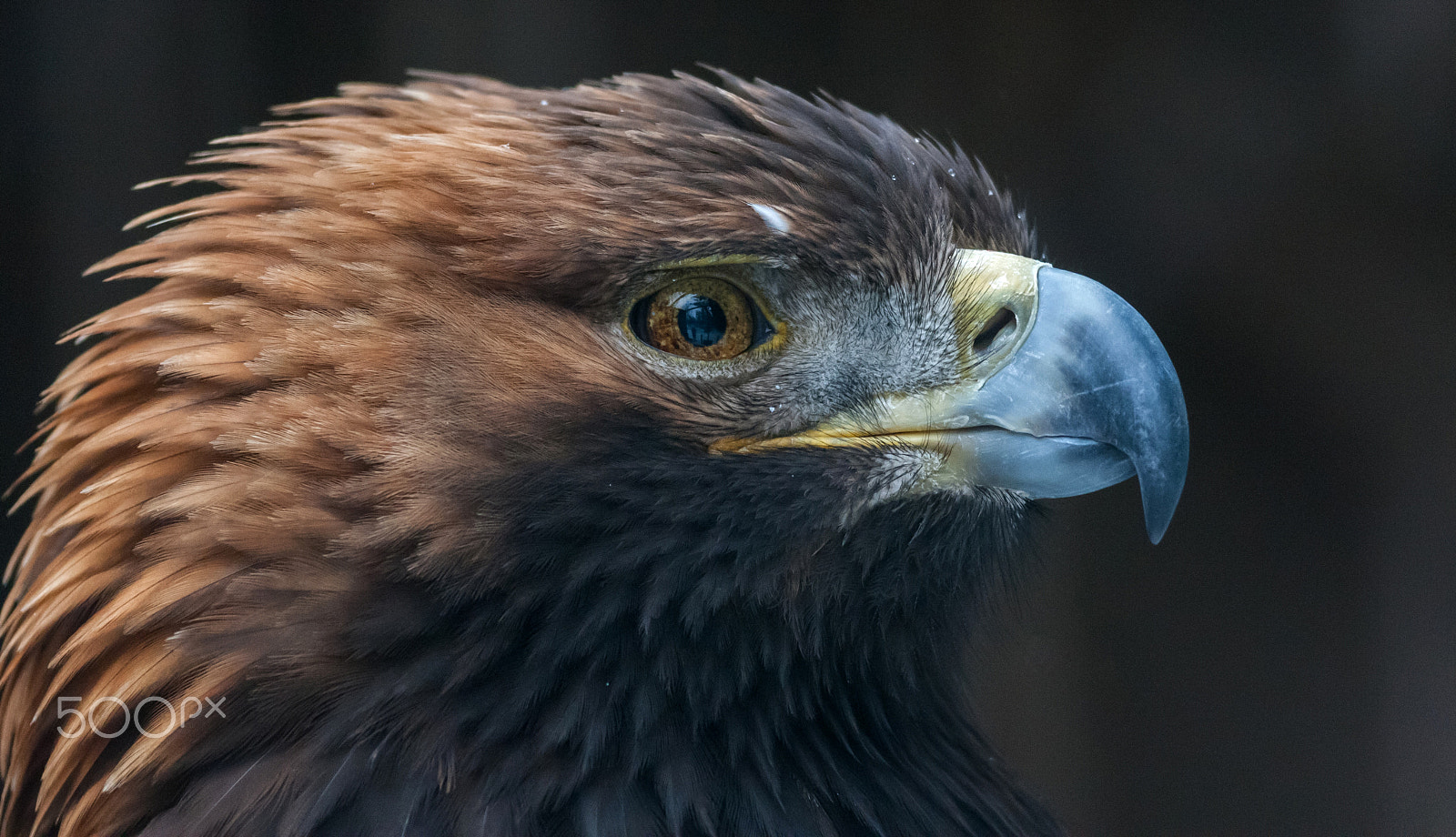 Canon EOS-1D Mark III + Canon EF 400mm F5.6L USM sample photo. Golden eagle (captive) photography