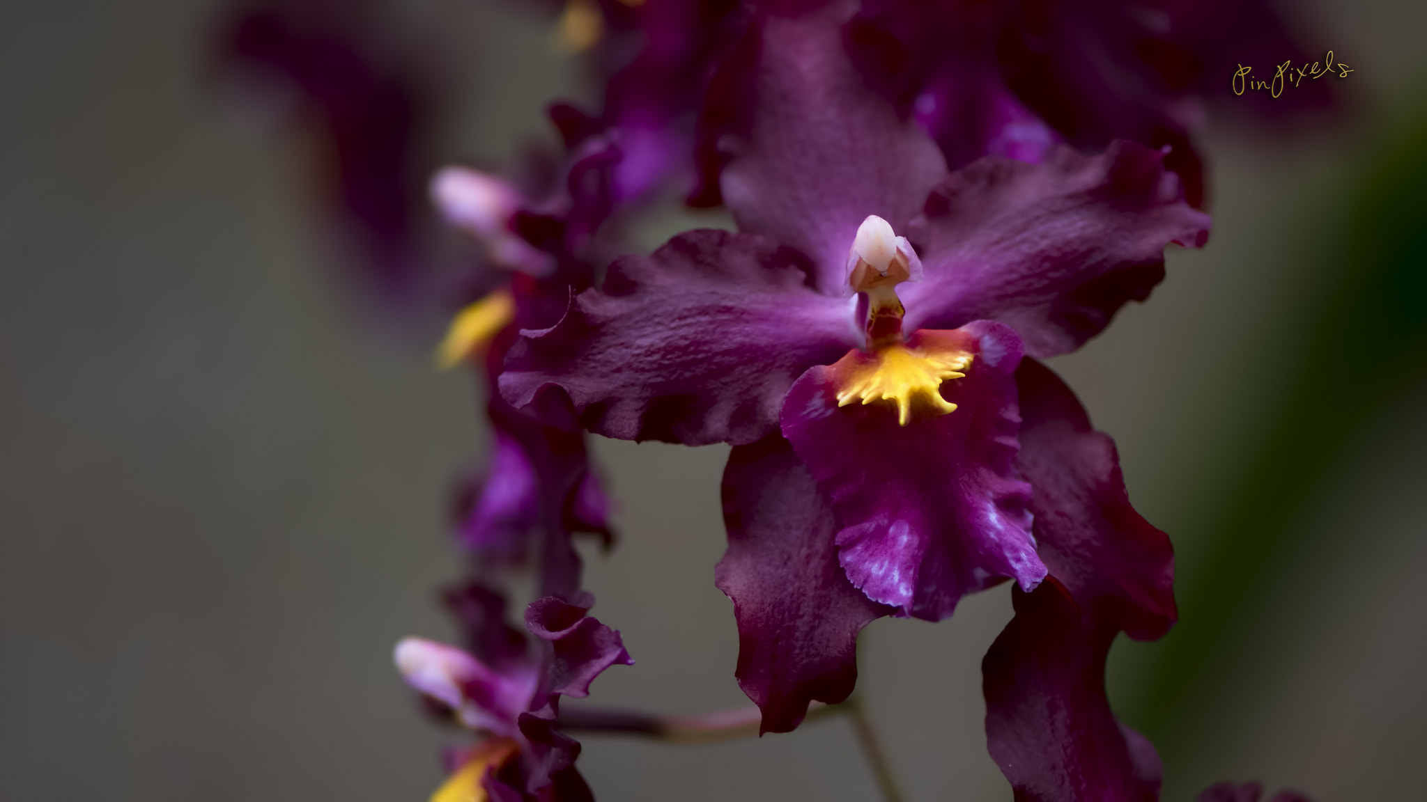 Nikon D810 sample photo. The souls of orchids photography