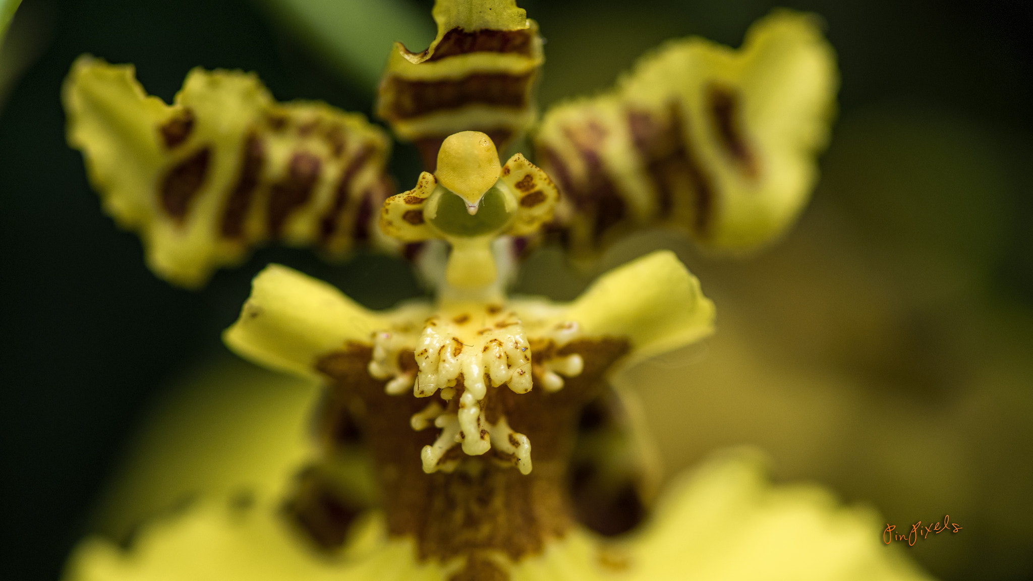 Nikon AF-S Micro-Nikkor 105mm F2.8G IF-ED VR sample photo. The souls of orchids photography