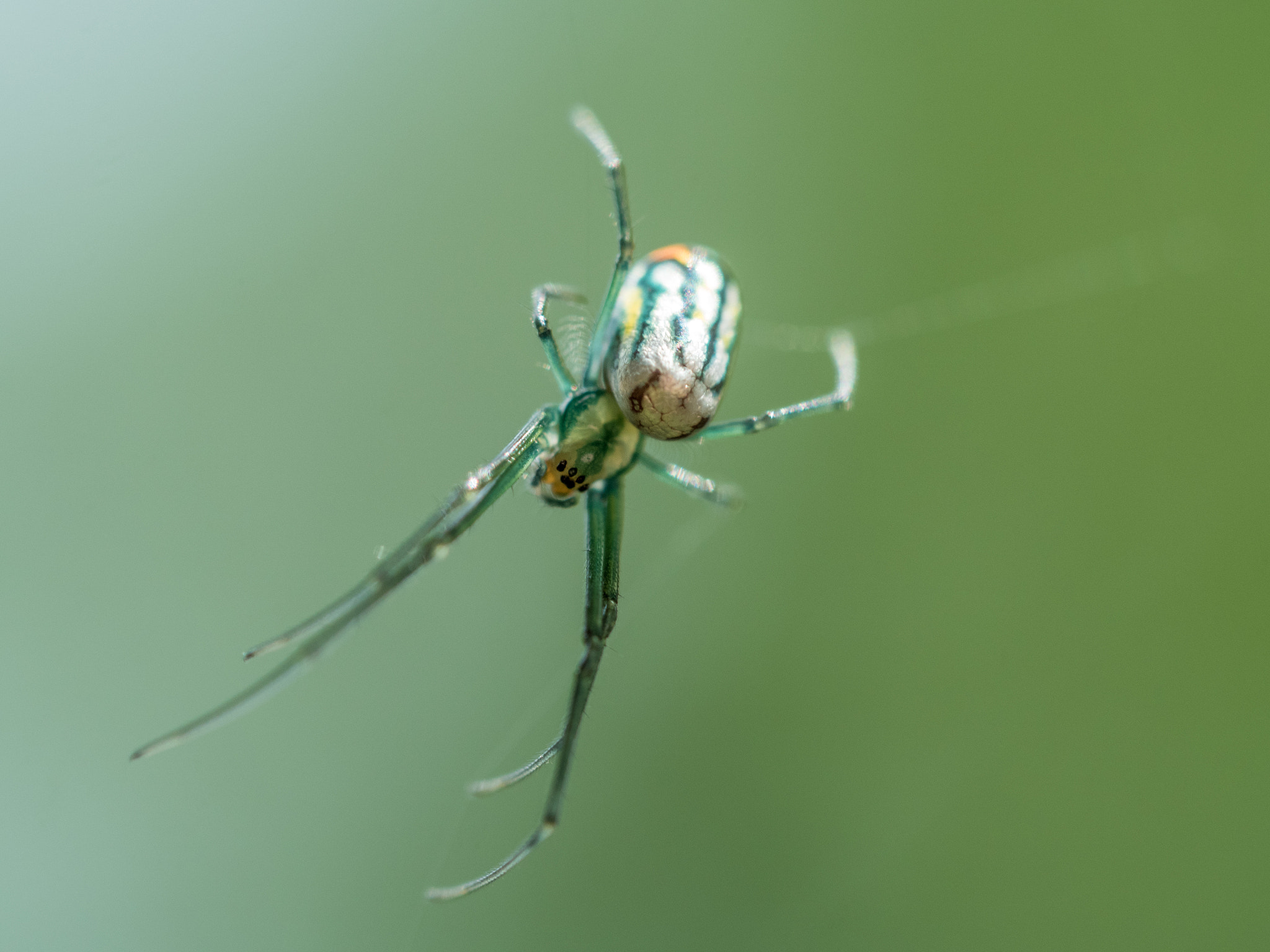 Olympus M.Zuiko Digital ED 60mm F2.8 Macro sample photo. Spider photography