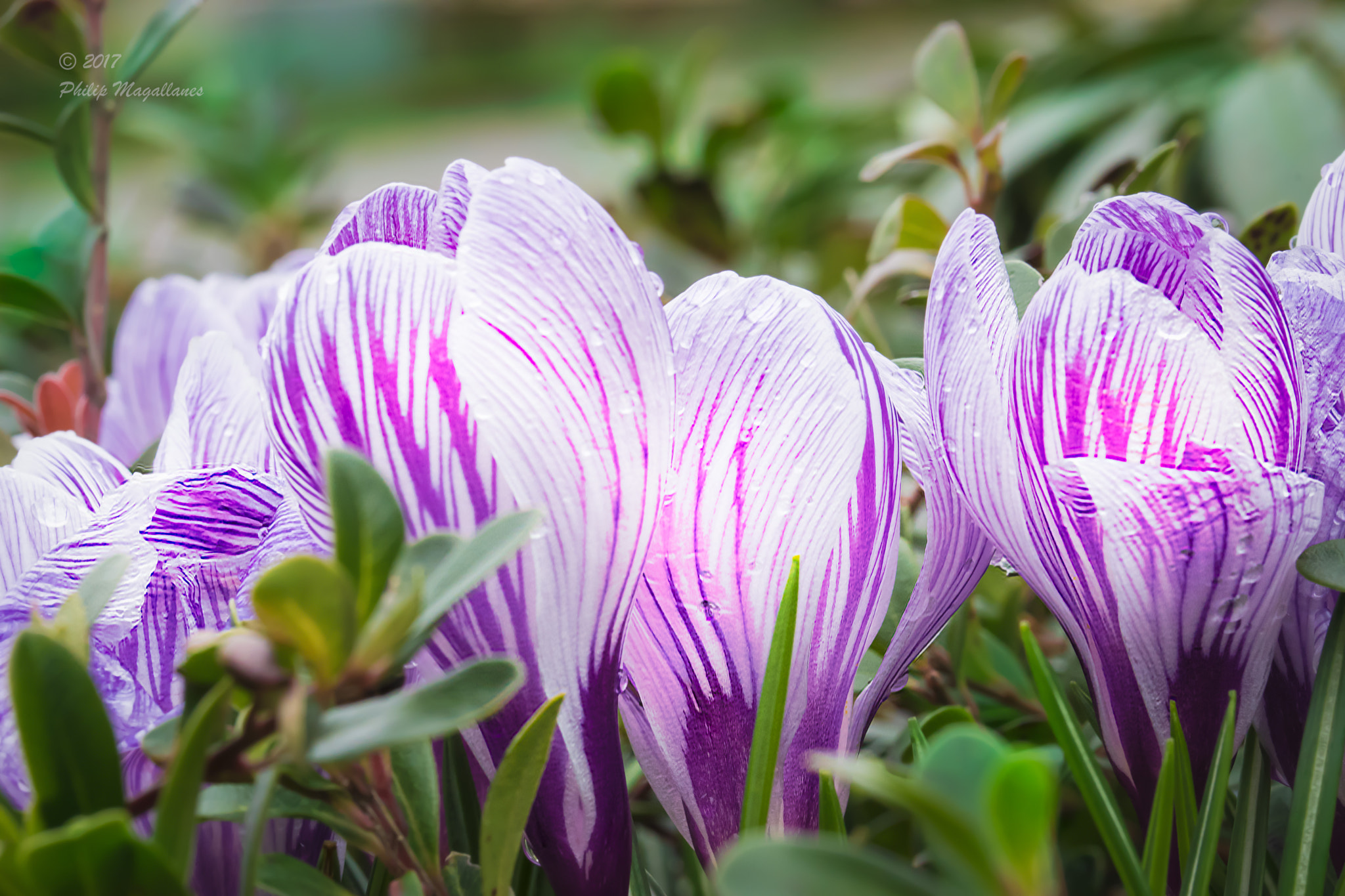 Nikon D500 sample photo. Crocus light photography