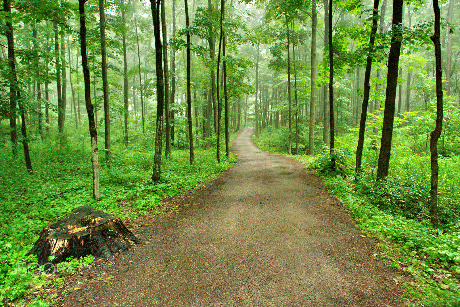 Canon EOS-1D sample photo. Rattlesnake point photography