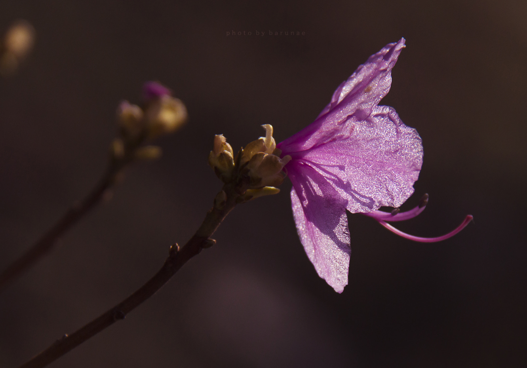 Canon EF-S 18-200mm F3.5-5.6 IS sample photo. Azalea photography